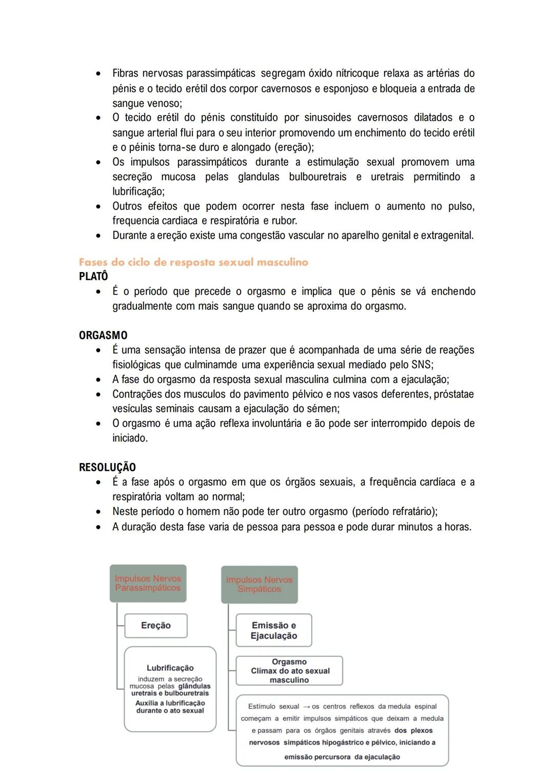 # Sistema Reprodutor
MASCULINO
O sistema reprodutor masculino tem componentes no abdómen, pelve e períneo.
As funções reprodutivas masculin