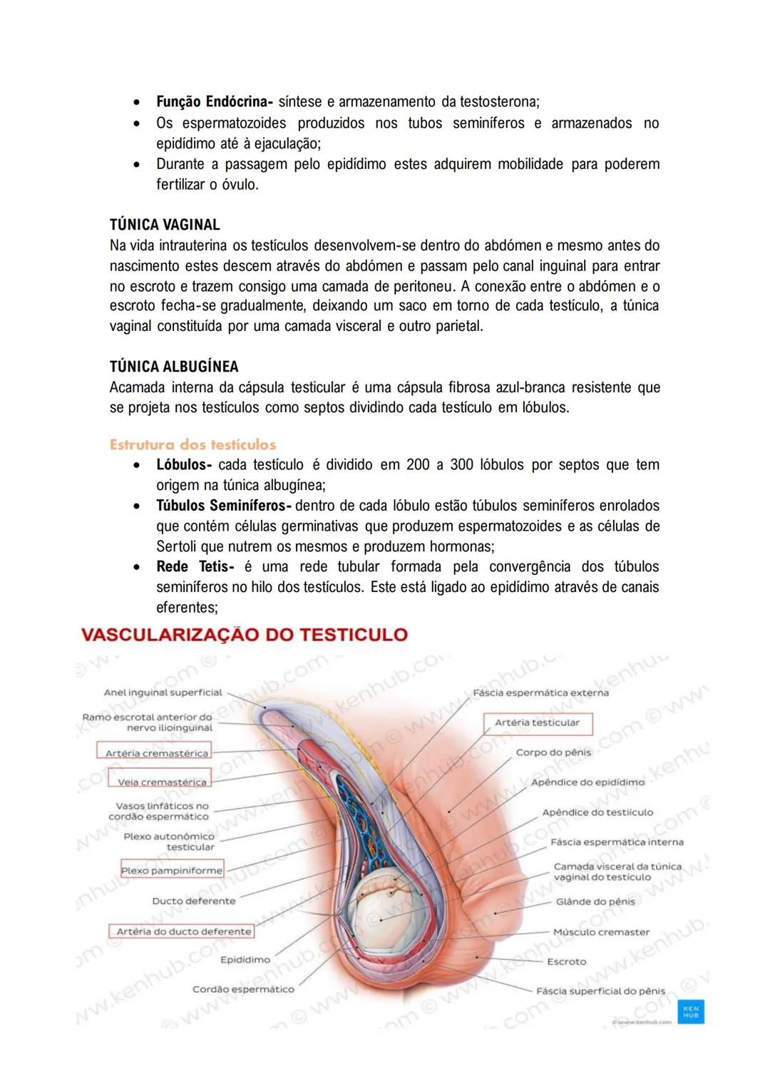 # Sistema Reprodutor
MASCULINO
O sistema reprodutor masculino tem componentes no abdómen, pelve e períneo.
As funções reprodutivas masculin