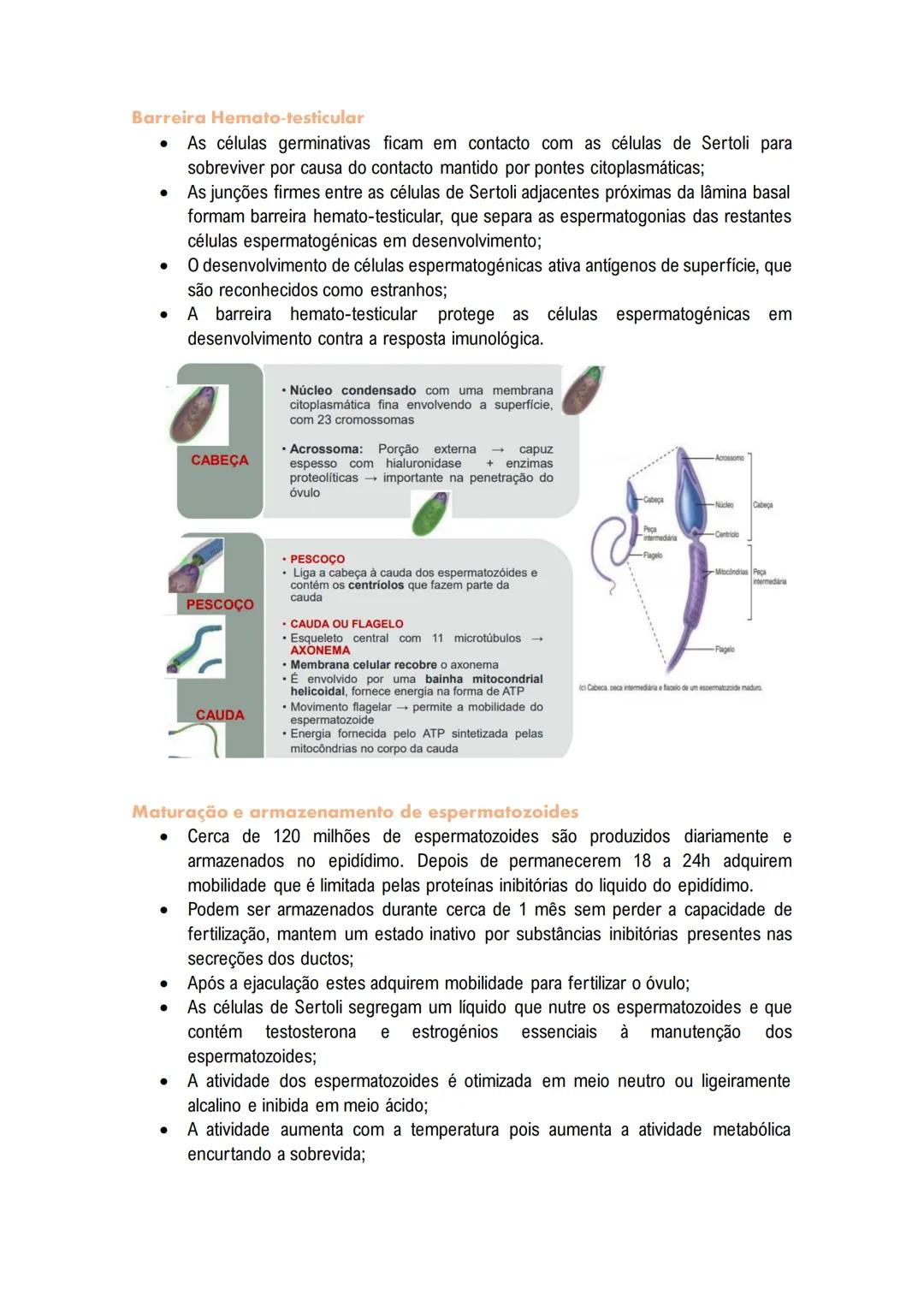 # Sistema Reprodutor
MASCULINO
O sistema reprodutor masculino tem componentes no abdómen, pelve e períneo.
As funções reprodutivas masculin