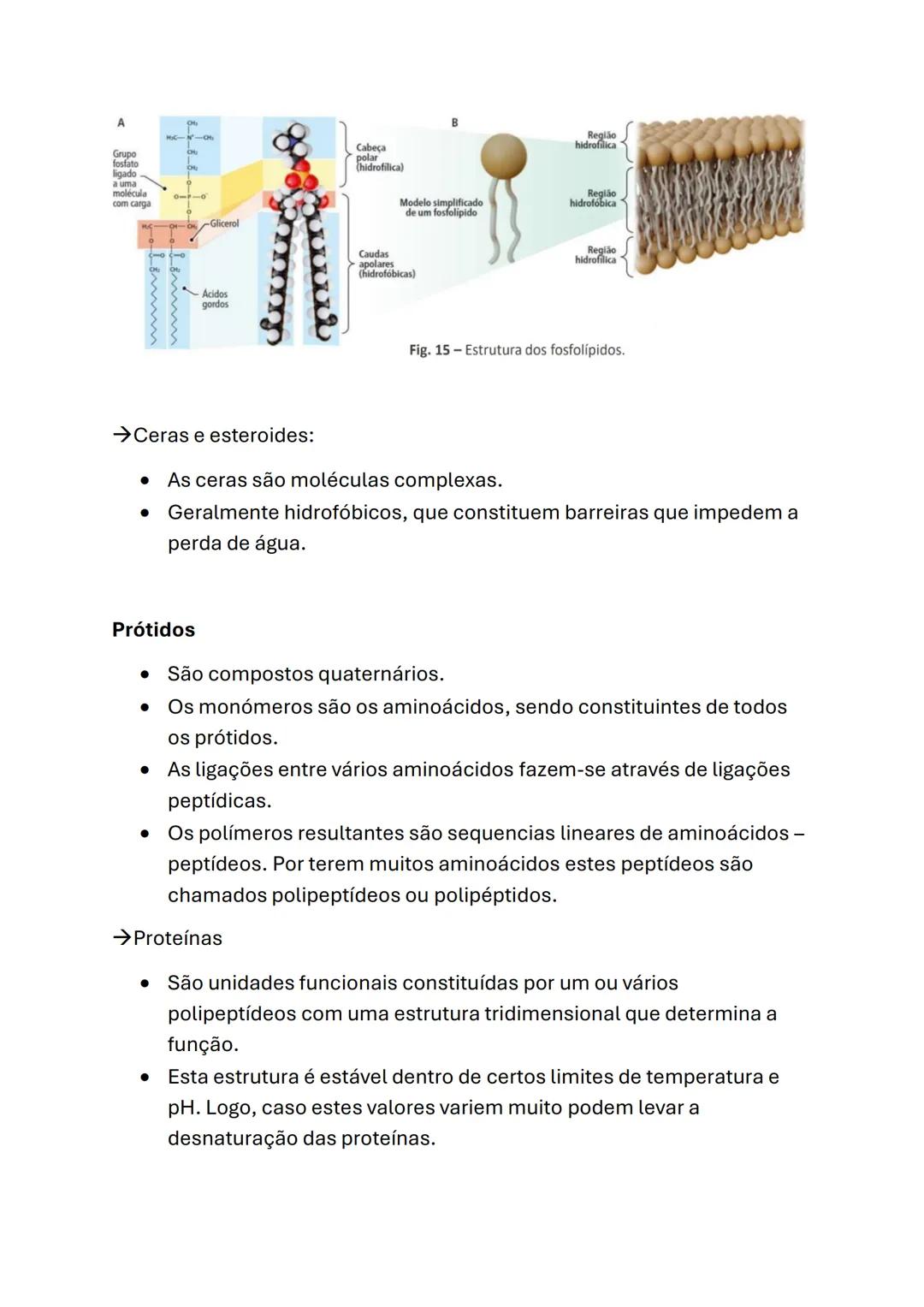 Biologia e Geologia
Biologia (10°ano)
Células e biomoléculas
* A célula é a unidade básica comum a todos os seres vivos - Unidade
estru