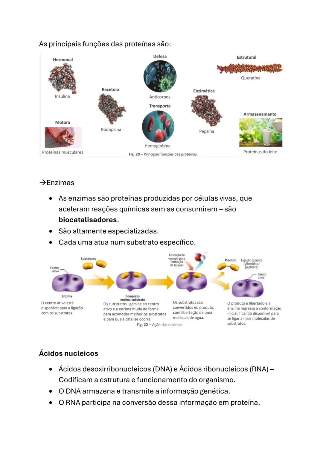 Biologia e Geologia
Biologia (10°ano)
Células e biomoléculas
* A célula é a unidade básica comum a todos os seres vivos - Unidade
estru