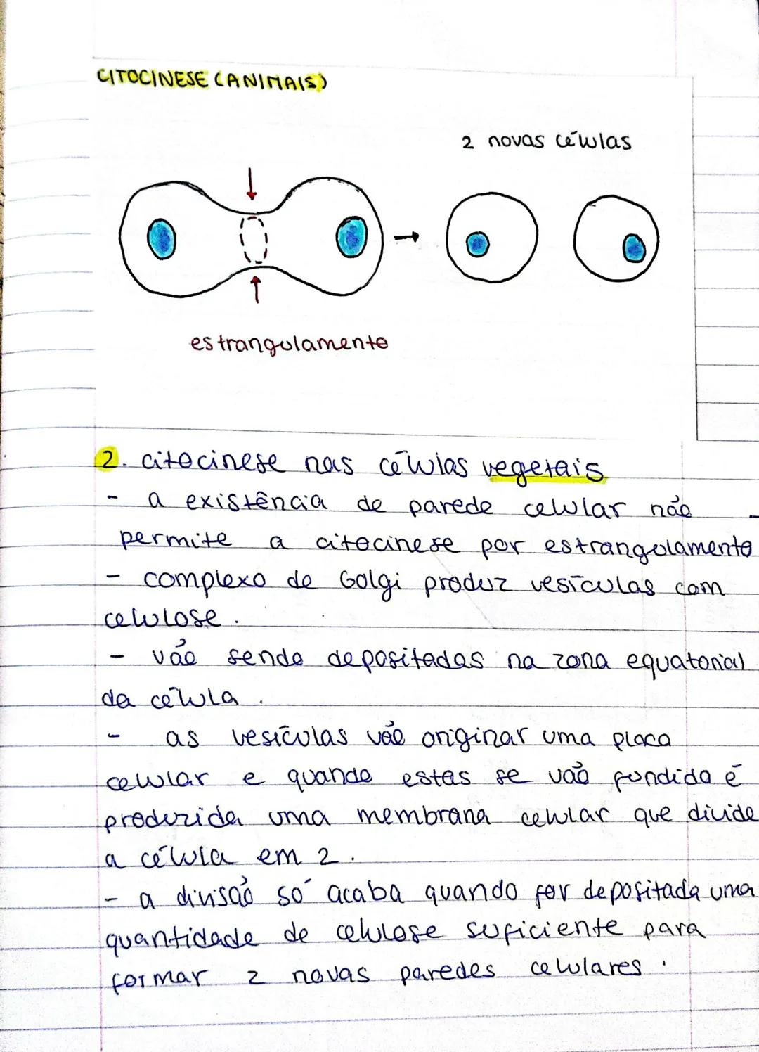 Biologia - 17° ADO
MITOSE
- as cewlas dividem-se para: crescer, reproduzir e
regenerar.
- cada cewla do origem a 2 cewlas-filhas,
que pode