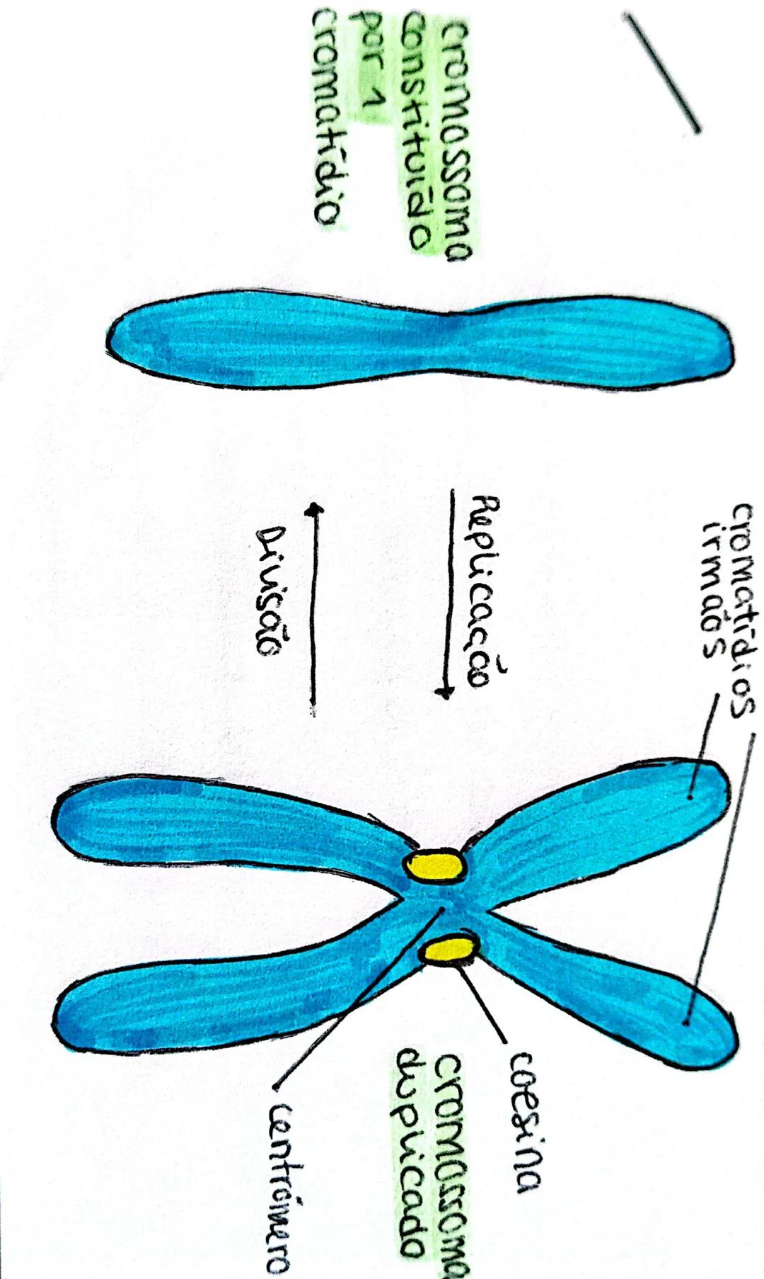 Biologia - 17° ADO
MITOSE
- as cewlas dividem-se para: crescer, reproduzir e
regenerar.
- cada cewla do origem a 2 cewlas-filhas,
que pode