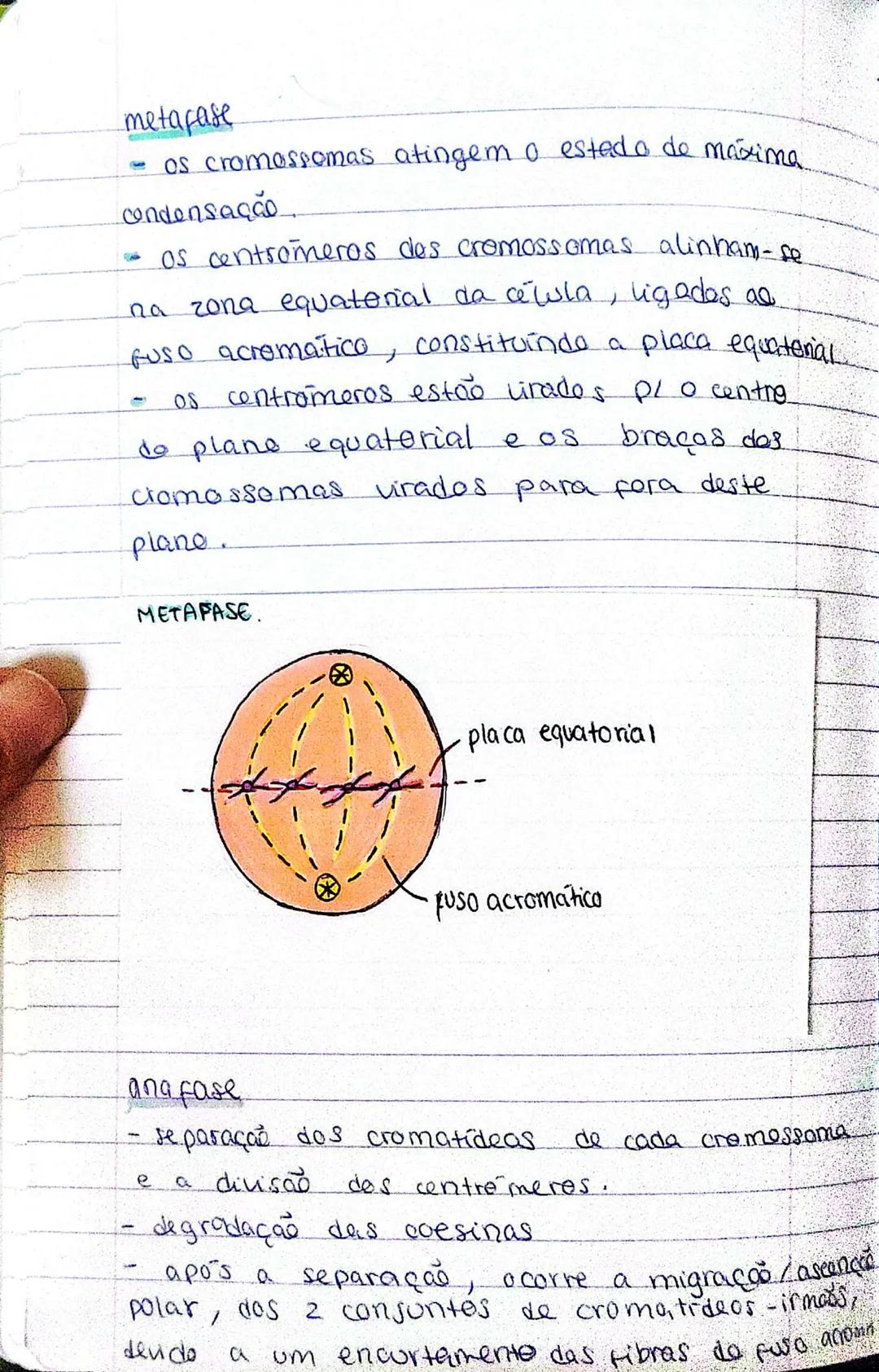 Biologia - 17° ADO
MITOSE
- as cewlas dividem-se para: crescer, reproduzir e
regenerar.
- cada cewla do origem a 2 cewlas-filhas,
que pode