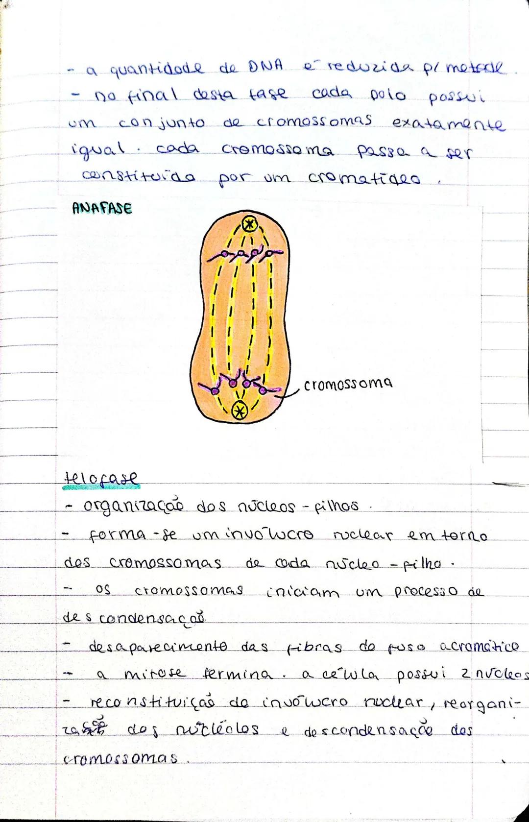 Biologia - 17° ADO
MITOSE
- as cewlas dividem-se para: crescer, reproduzir e
regenerar.
- cada cewla do origem a 2 cewlas-filhas,
que pode