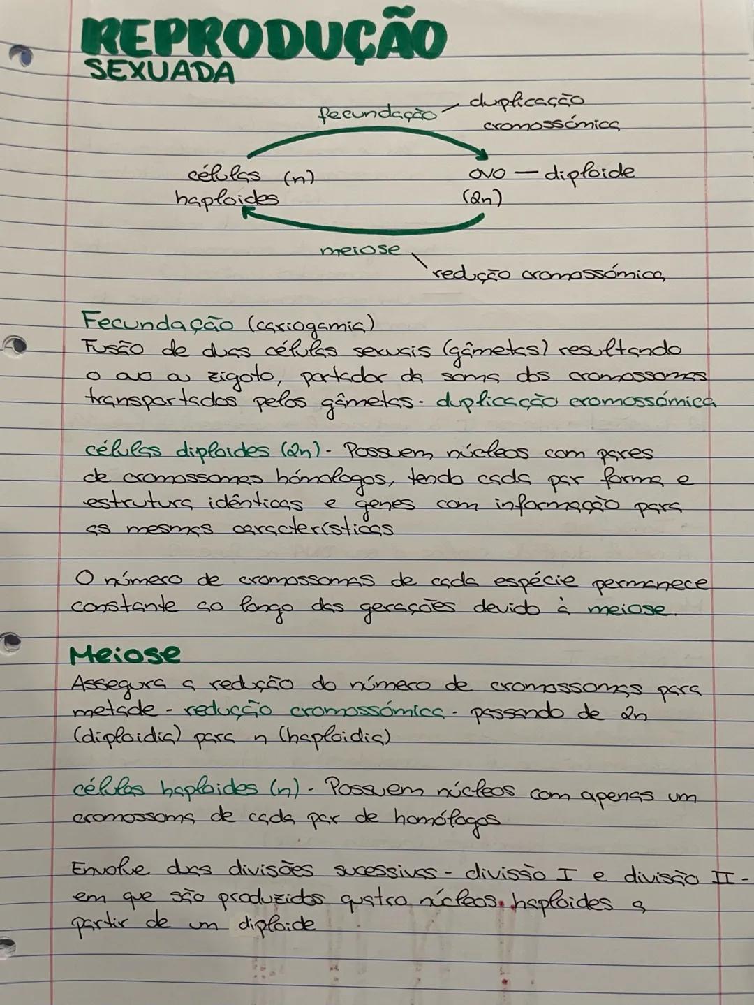 REPRODUÇÃO
SEXUADA
fecundação → duplicação
cromossômica
células (n)
haploides
ovo - diploide
(2n)
meiose → redução cromossômica,
Fecundação