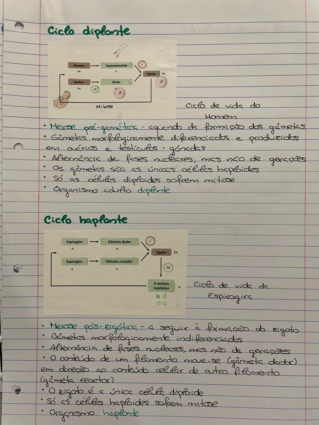 CICLOS DE VIDA
Ciclo de vids
Sequência de acontecimentos que se verificam na vids
de um ser vivo, desde que se forma até que produe
descendê