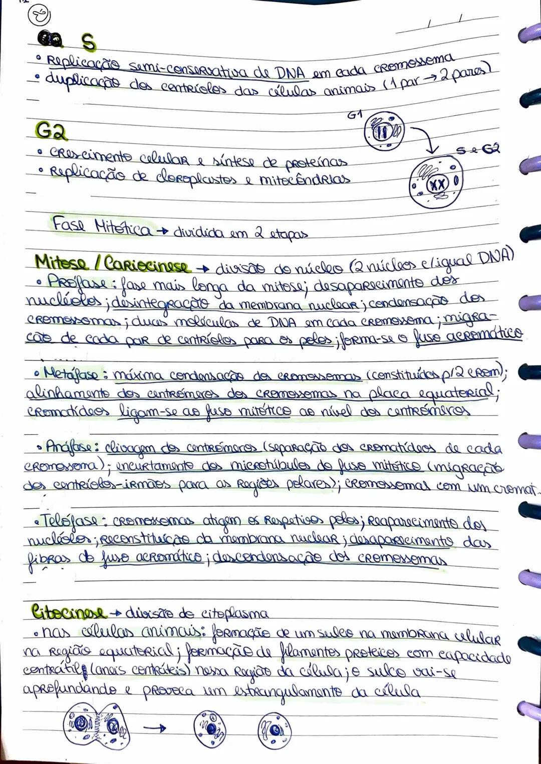 # Ciclo
clo Celular
↳ teeria celular: todas as células derivam de células pré-existentes
divisão celular
seres PRECORientes e
lucariont