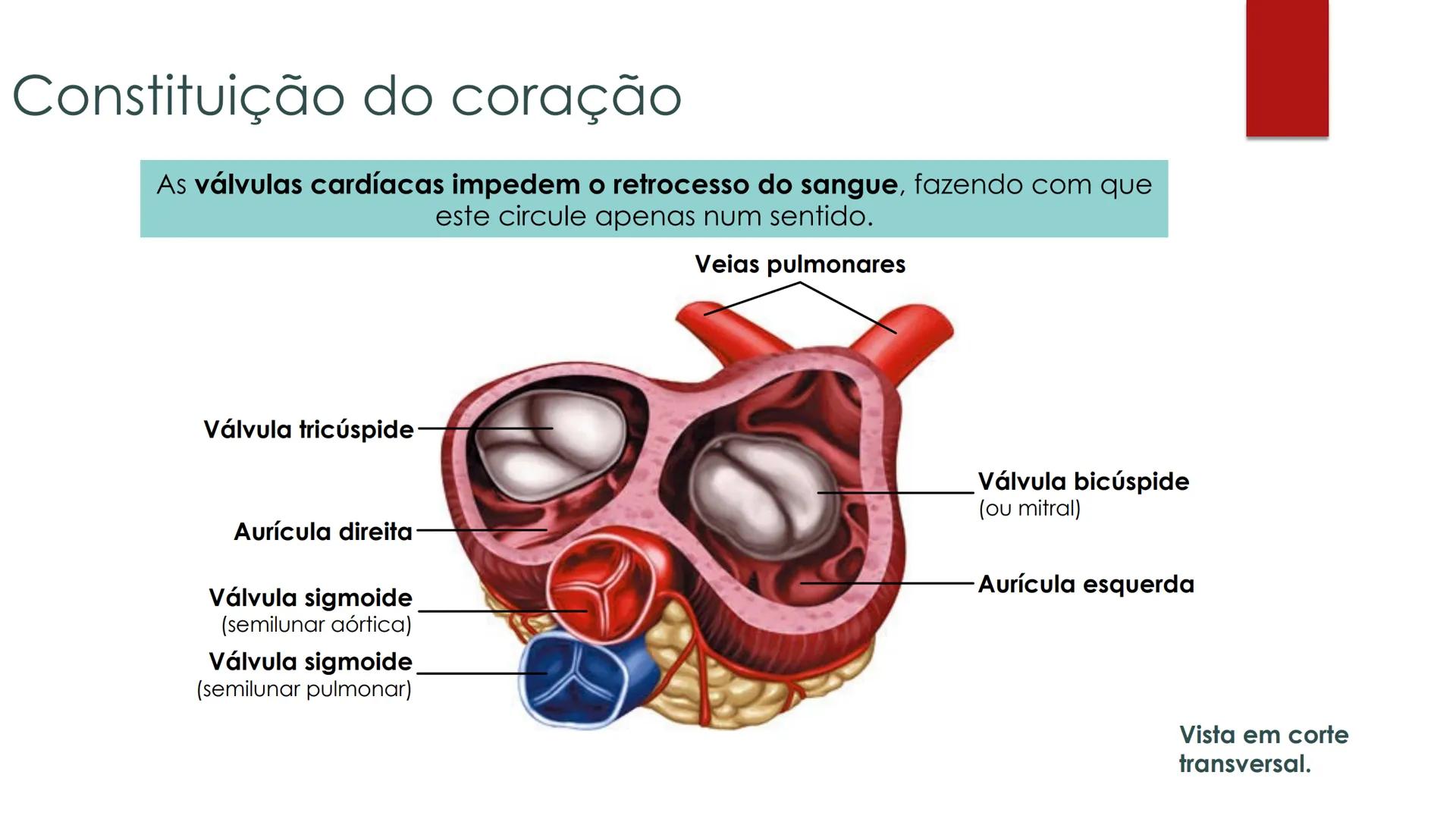 CIÊNCIAS NATURAIS | 9.° ANO
SISTEMA
CARDIOVASCULAR
VIVER MELHOR NA TERRA
ORGANISMO HUMANO EM
EQUILÍBRIO
Aprendizagem Essencial
Identific