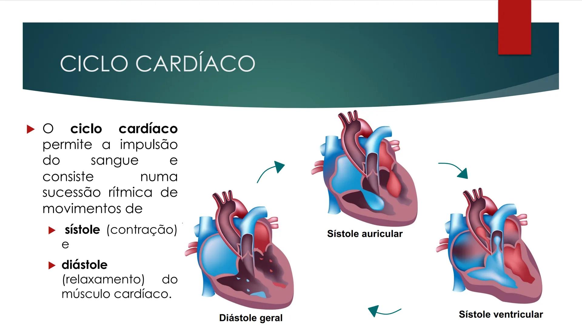 CIÊNCIAS NATURAIS | 9.° ANO
SISTEMA
CARDIOVASCULAR
VIVER MELHOR NA TERRA
ORGANISMO HUMANO EM
EQUILÍBRIO
Aprendizagem Essencial
Identific