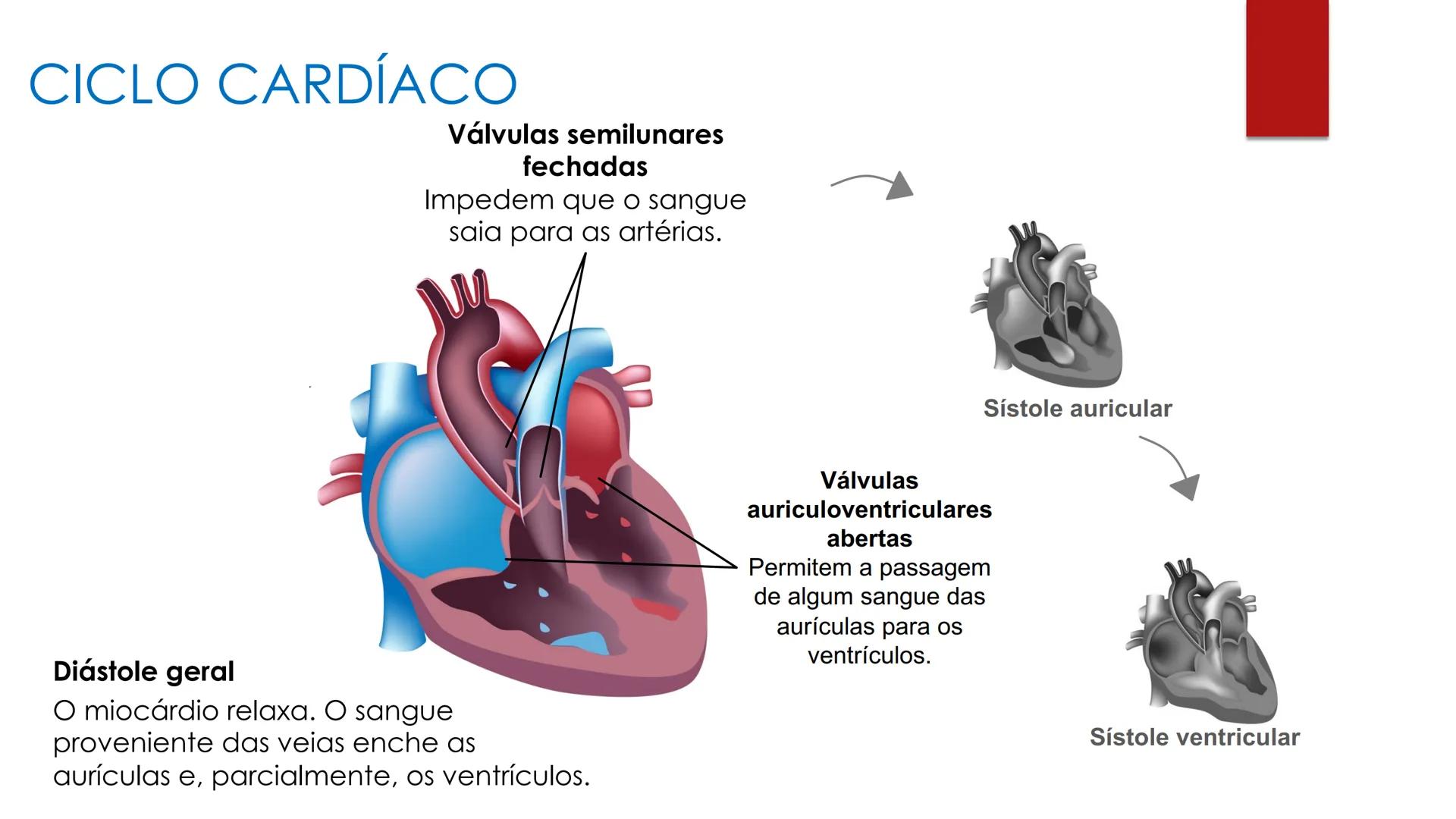 CIÊNCIAS NATURAIS | 9.° ANO
SISTEMA
CARDIOVASCULAR
VIVER MELHOR NA TERRA
ORGANISMO HUMANO EM
EQUILÍBRIO
Aprendizagem Essencial
Identific