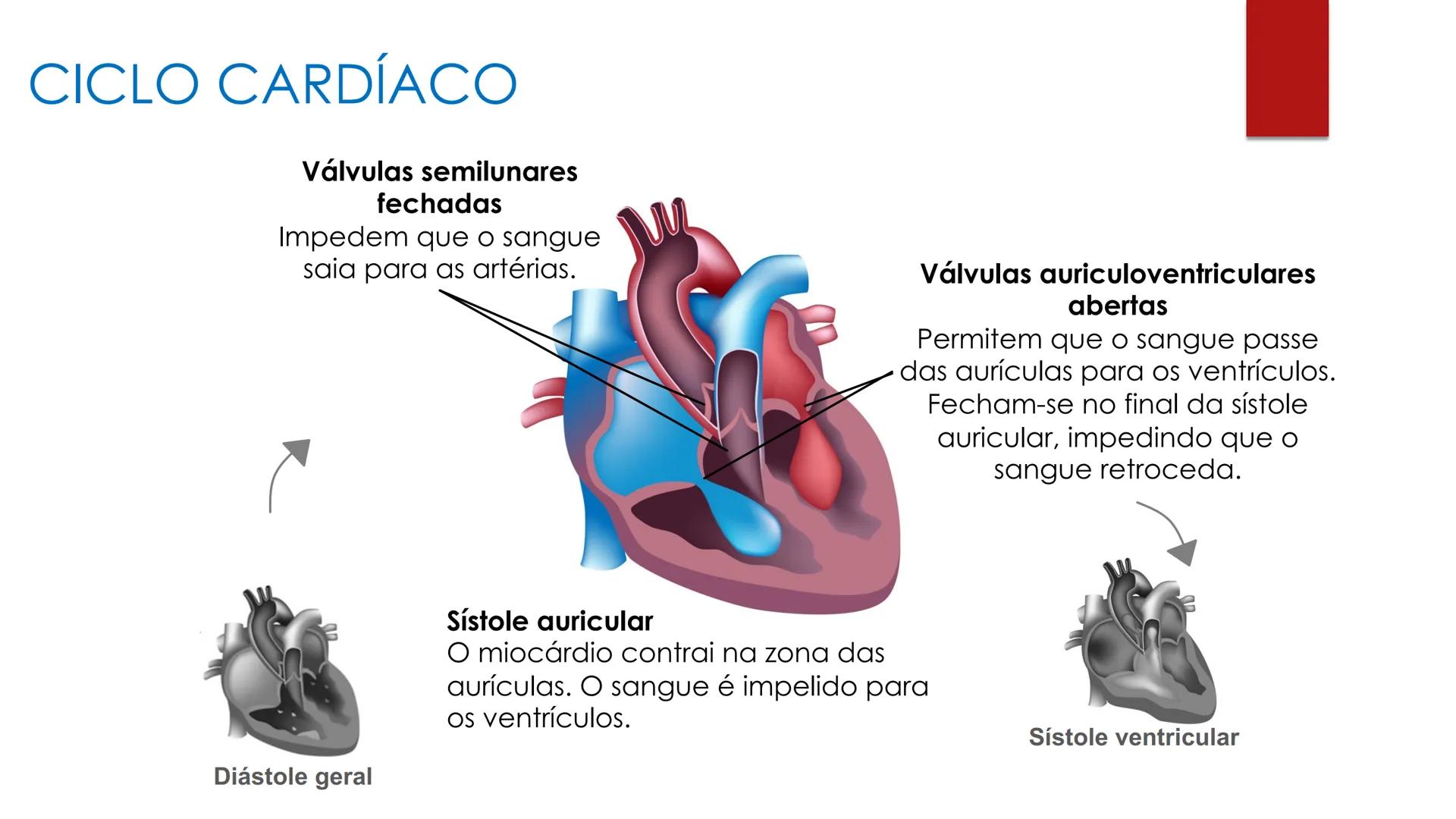 CIÊNCIAS NATURAIS | 9.° ANO
SISTEMA
CARDIOVASCULAR
VIVER MELHOR NA TERRA
ORGANISMO HUMANO EM
EQUILÍBRIO
Aprendizagem Essencial
Identific