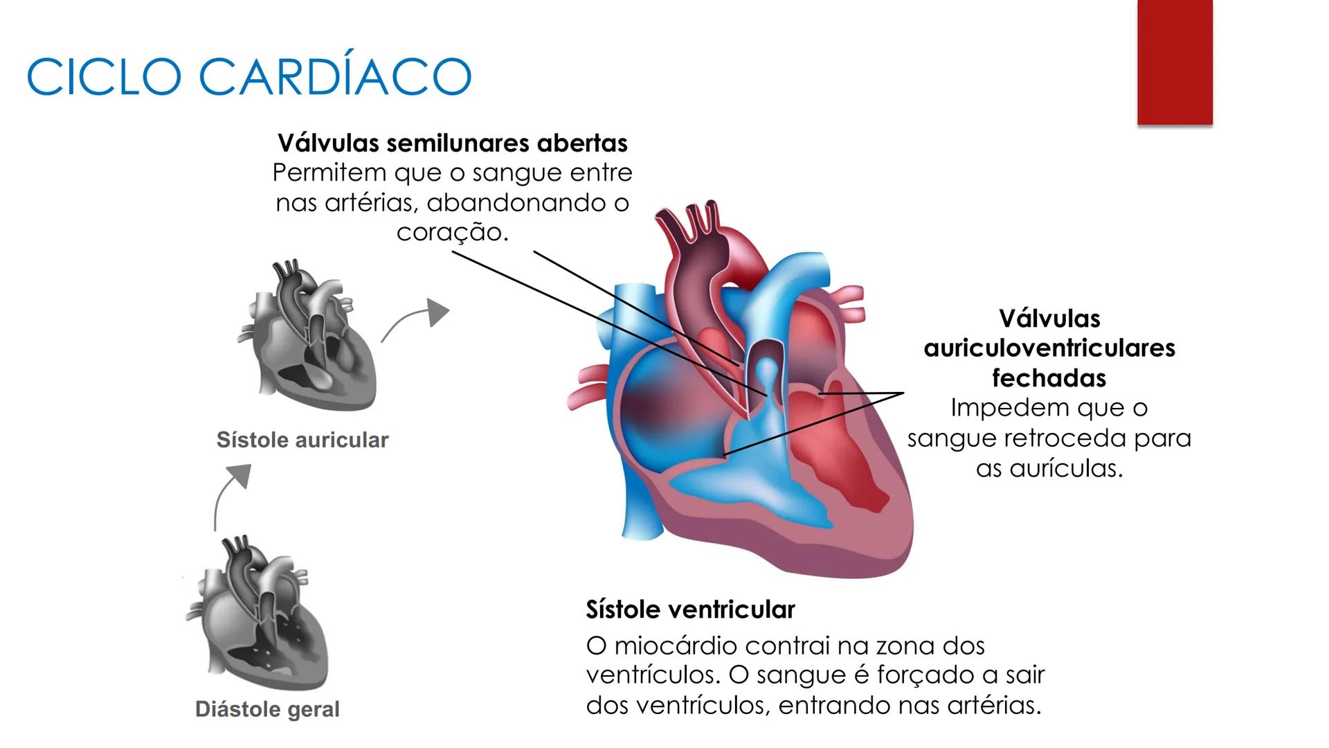 CIÊNCIAS NATURAIS | 9.° ANO
SISTEMA
CARDIOVASCULAR
VIVER MELHOR NA TERRA
ORGANISMO HUMANO EM
EQUILÍBRIO
Aprendizagem Essencial
Identific
