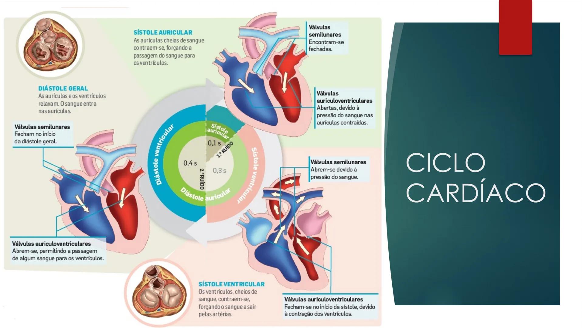CIÊNCIAS NATURAIS | 9.° ANO
SISTEMA
CARDIOVASCULAR
VIVER MELHOR NA TERRA
ORGANISMO HUMANO EM
EQUILÍBRIO
Aprendizagem Essencial
Identific
