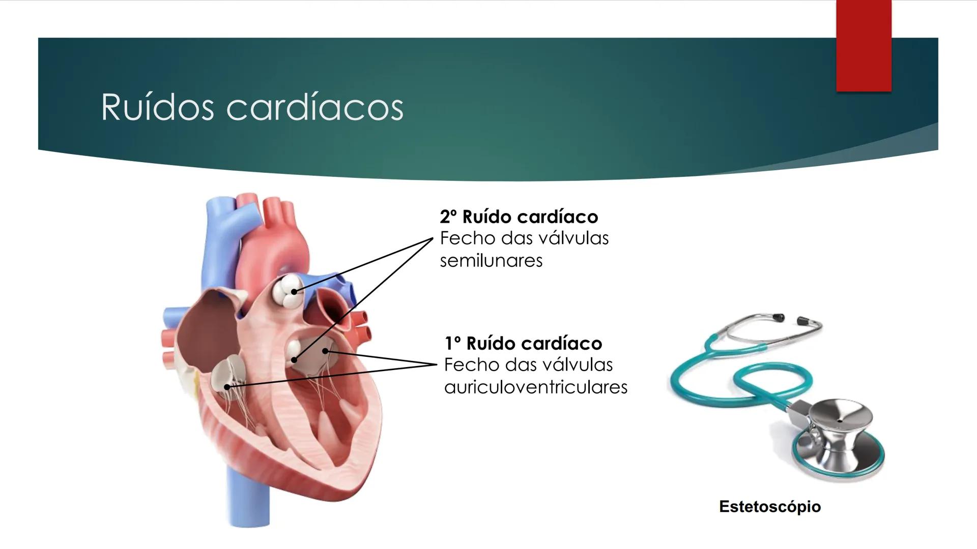 CIÊNCIAS NATURAIS | 9.° ANO
SISTEMA
CARDIOVASCULAR
VIVER MELHOR NA TERRA
ORGANISMO HUMANO EM
EQUILÍBRIO
Aprendizagem Essencial
Identific