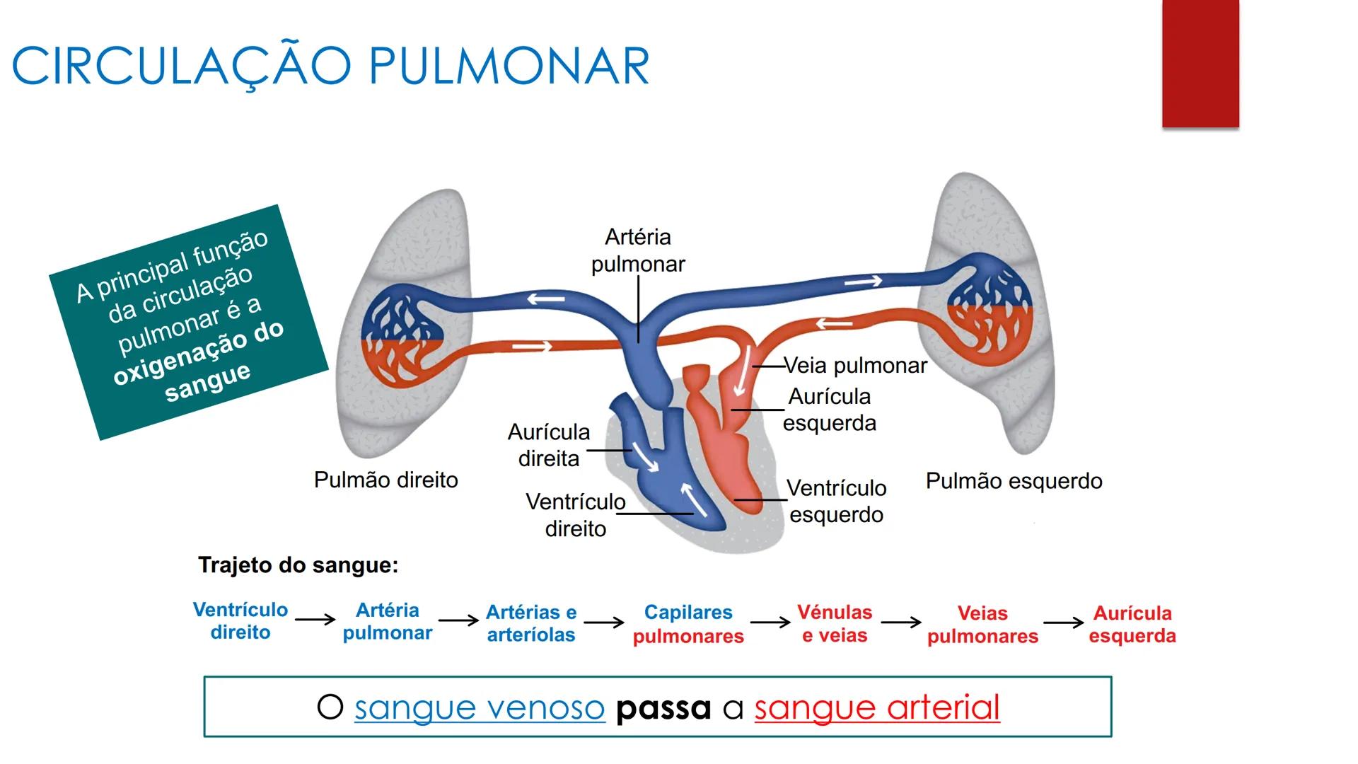 CIÊNCIAS NATURAIS | 9.° ANO
SISTEMA
CARDIOVASCULAR
VIVER MELHOR NA TERRA
ORGANISMO HUMANO EM
EQUILÍBRIO
Aprendizagem Essencial
Identific