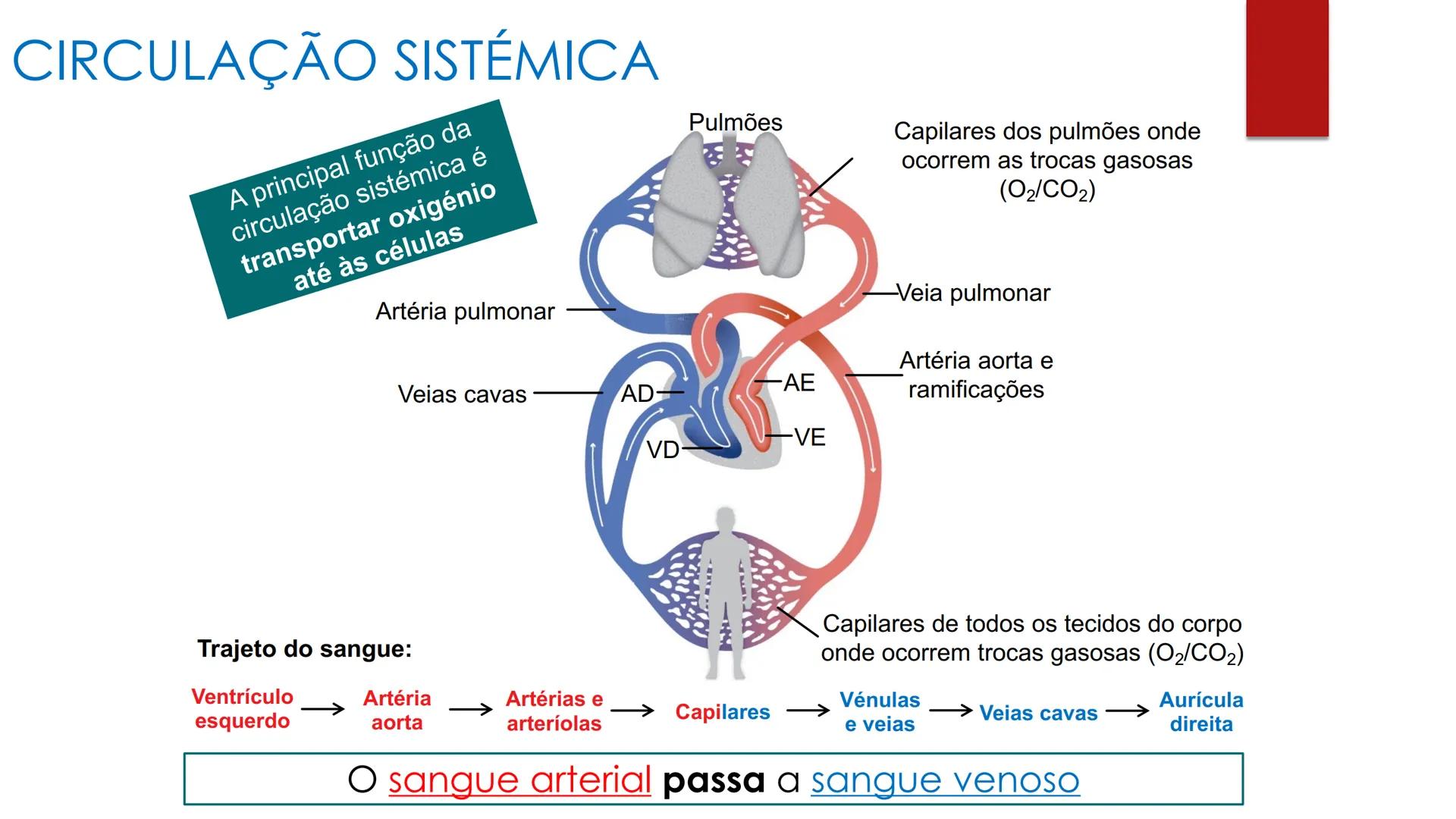 CIÊNCIAS NATURAIS | 9.° ANO
SISTEMA
CARDIOVASCULAR
VIVER MELHOR NA TERRA
ORGANISMO HUMANO EM
EQUILÍBRIO
Aprendizagem Essencial
Identific