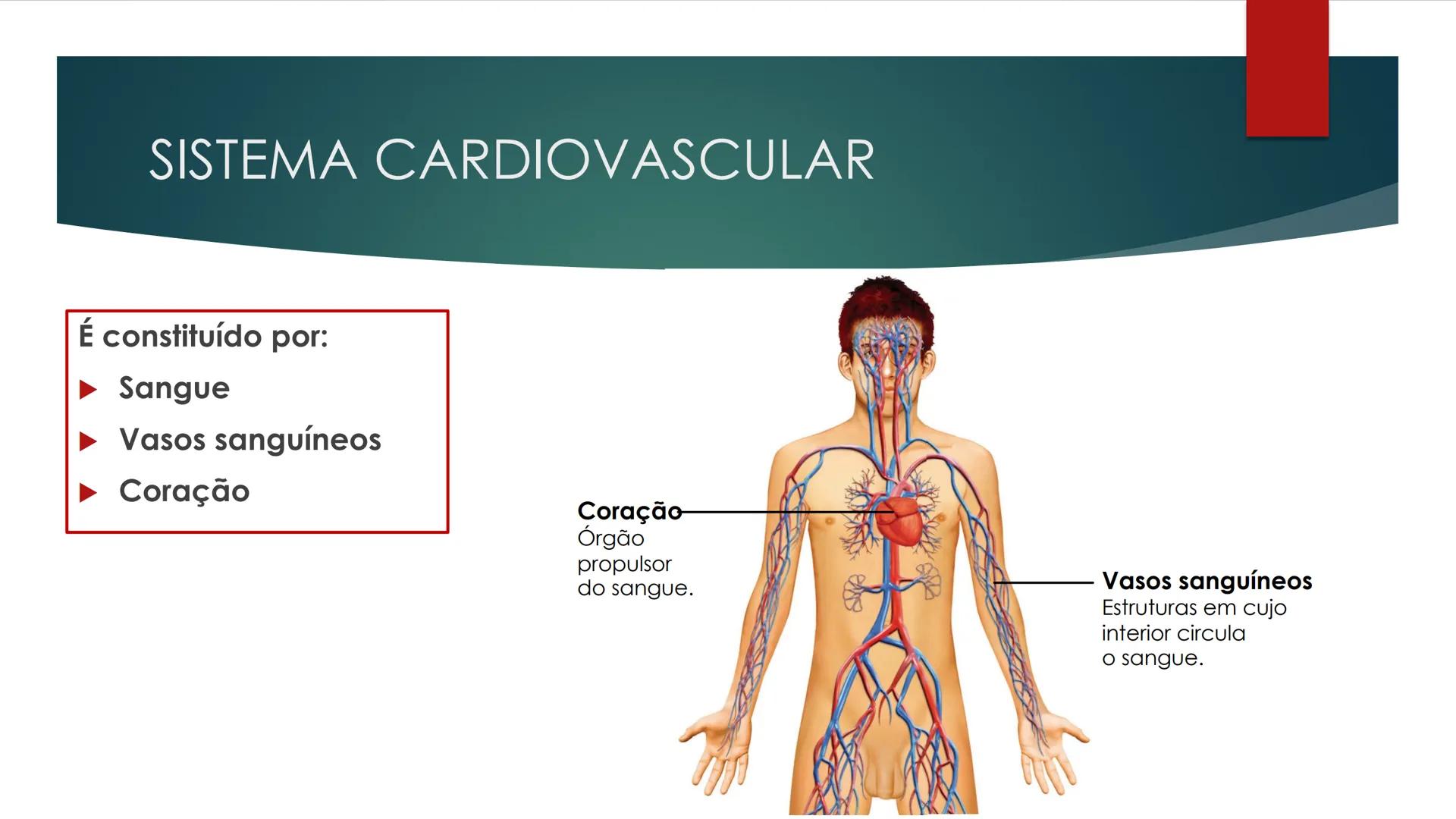 CIÊNCIAS NATURAIS | 9.° ANO
SISTEMA
CARDIOVASCULAR
VIVER MELHOR NA TERRA
ORGANISMO HUMANO EM
EQUILÍBRIO
Aprendizagem Essencial
Identific