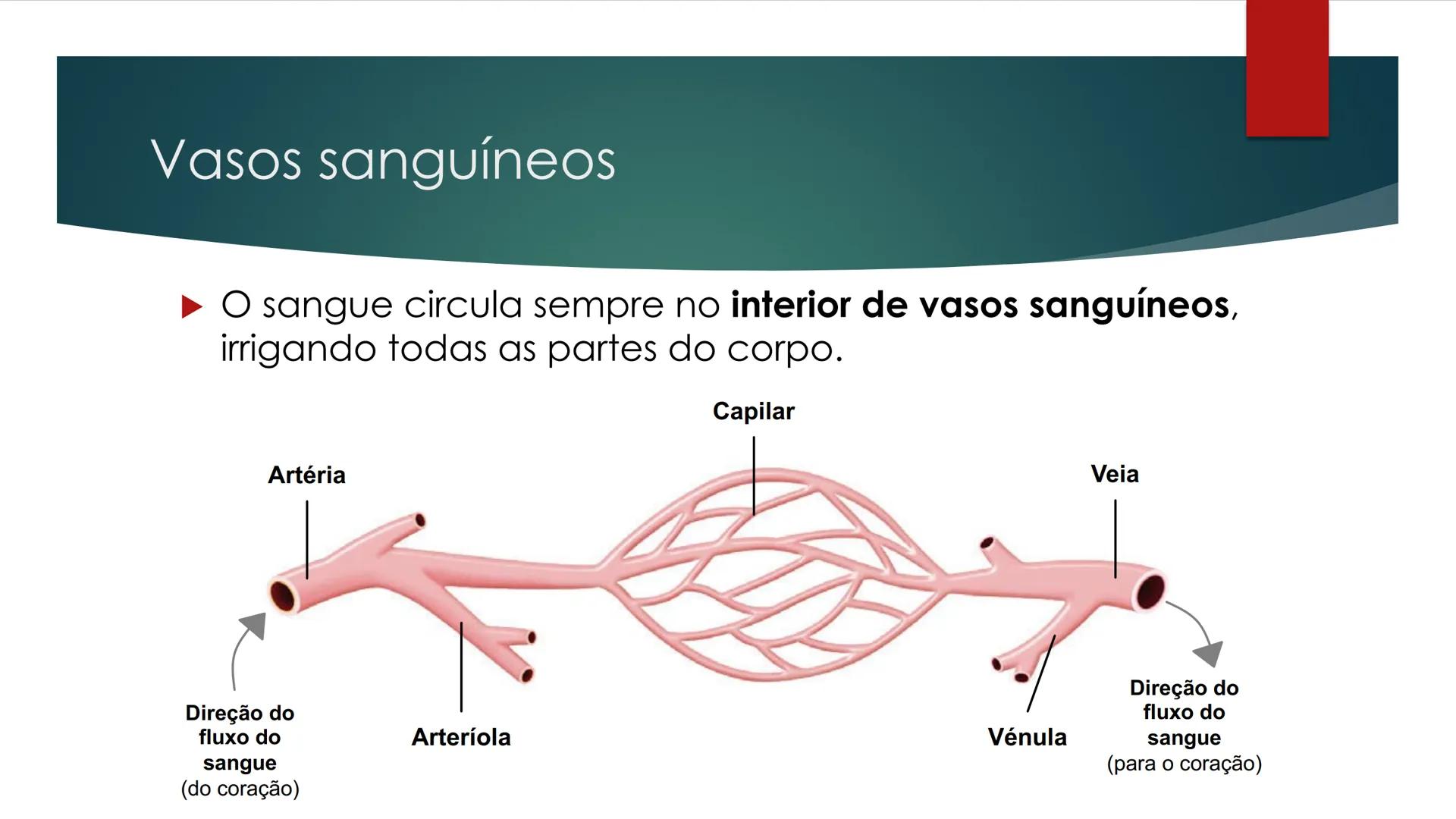 CIÊNCIAS NATURAIS | 9.° ANO
SISTEMA
CARDIOVASCULAR
VIVER MELHOR NA TERRA
ORGANISMO HUMANO EM
EQUILÍBRIO
Aprendizagem Essencial
Identific