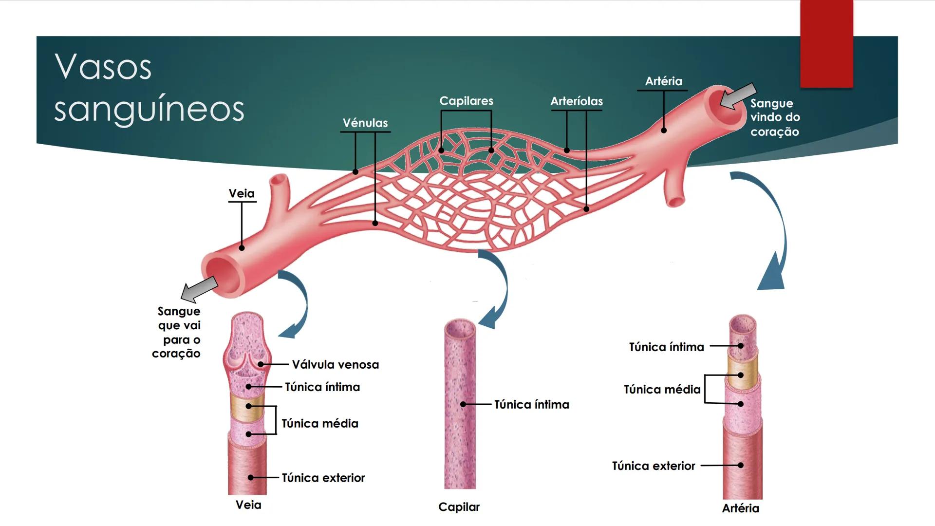 CIÊNCIAS NATURAIS | 9.° ANO
SISTEMA
CARDIOVASCULAR
VIVER MELHOR NA TERRA
ORGANISMO HUMANO EM
EQUILÍBRIO
Aprendizagem Essencial
Identific