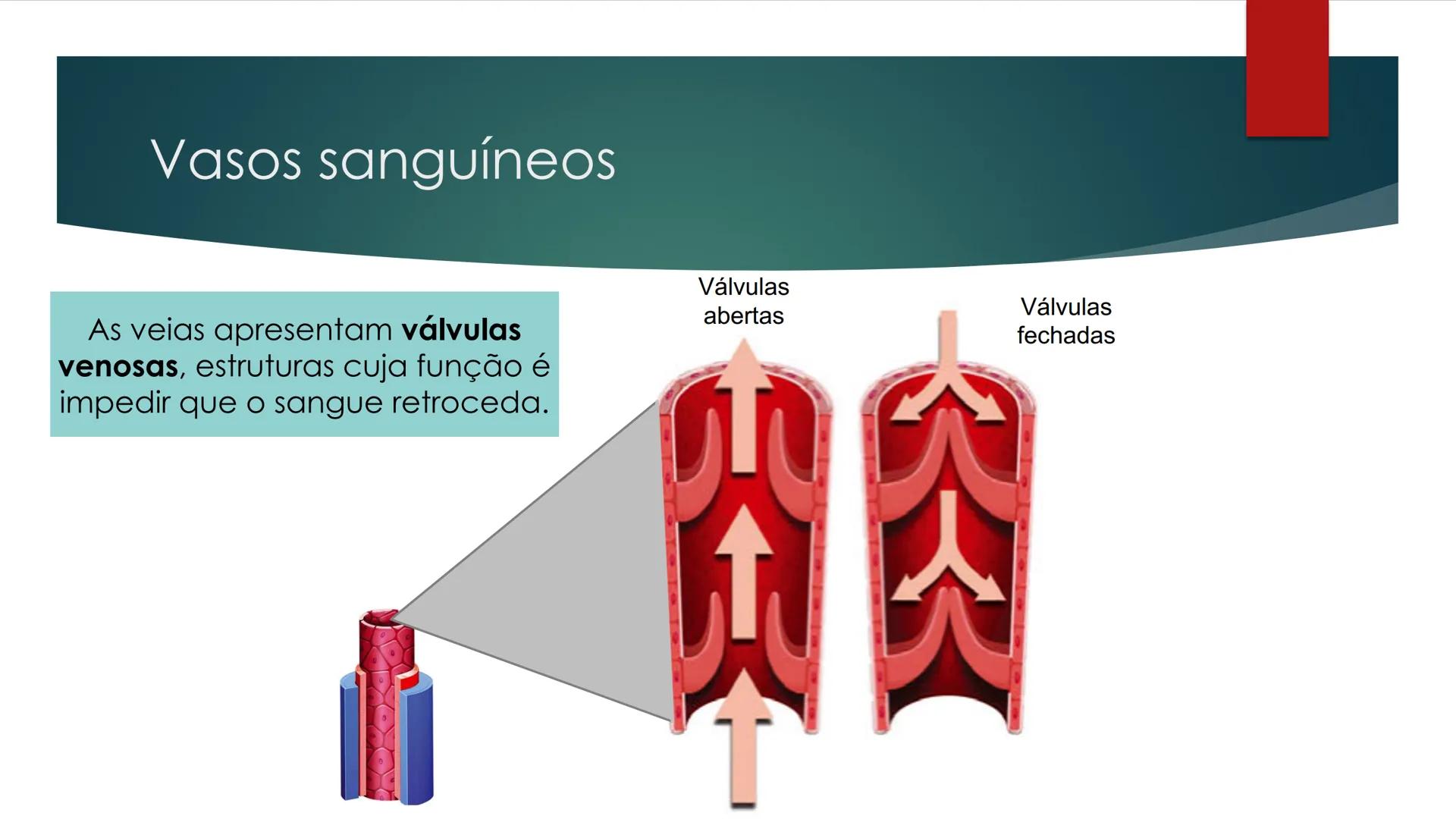 CIÊNCIAS NATURAIS | 9.° ANO
SISTEMA
CARDIOVASCULAR
VIVER MELHOR NA TERRA
ORGANISMO HUMANO EM
EQUILÍBRIO
Aprendizagem Essencial
Identific