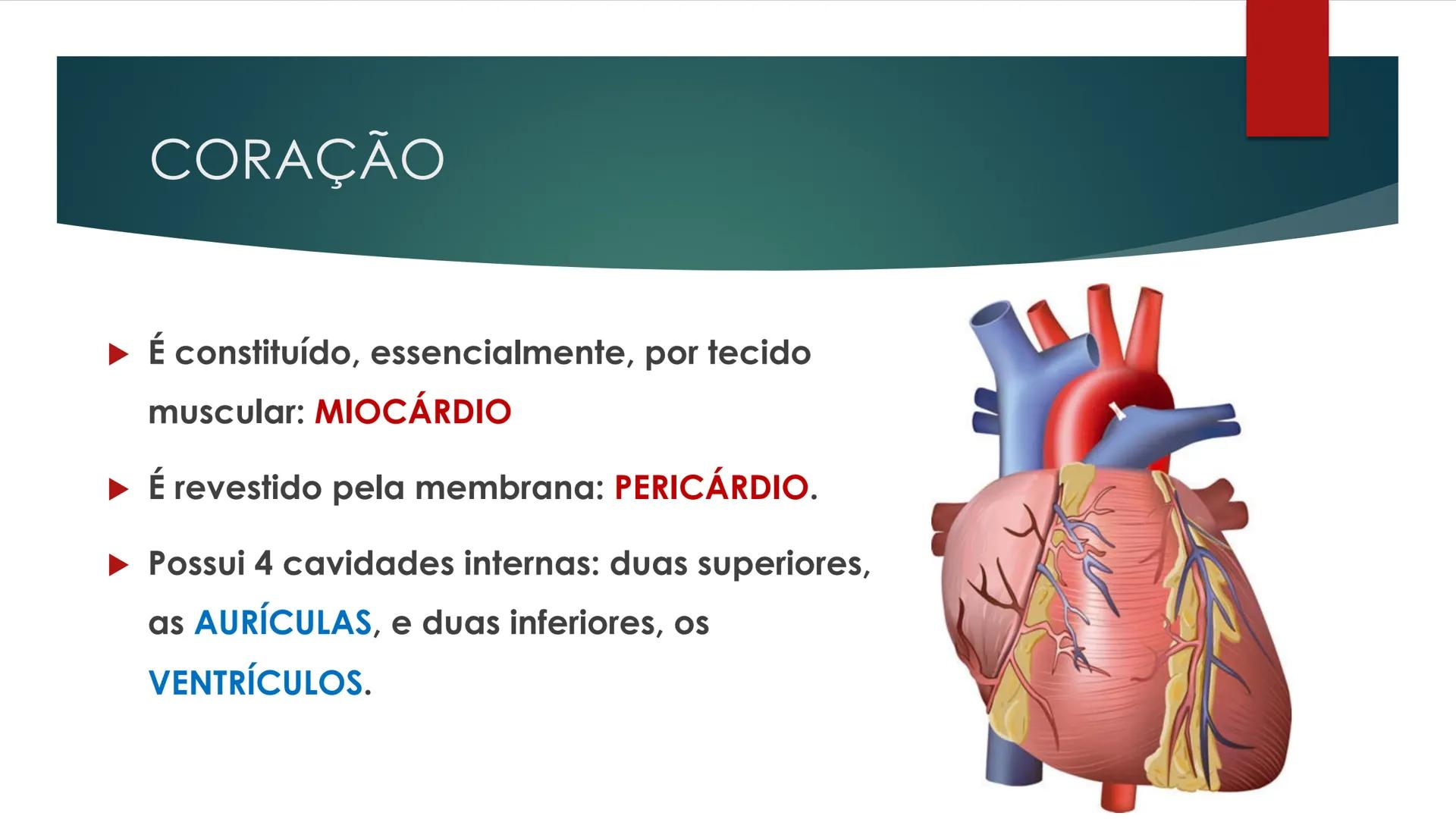 CIÊNCIAS NATURAIS | 9.° ANO
SISTEMA
CARDIOVASCULAR
VIVER MELHOR NA TERRA
ORGANISMO HUMANO EM
EQUILÍBRIO
Aprendizagem Essencial
Identific