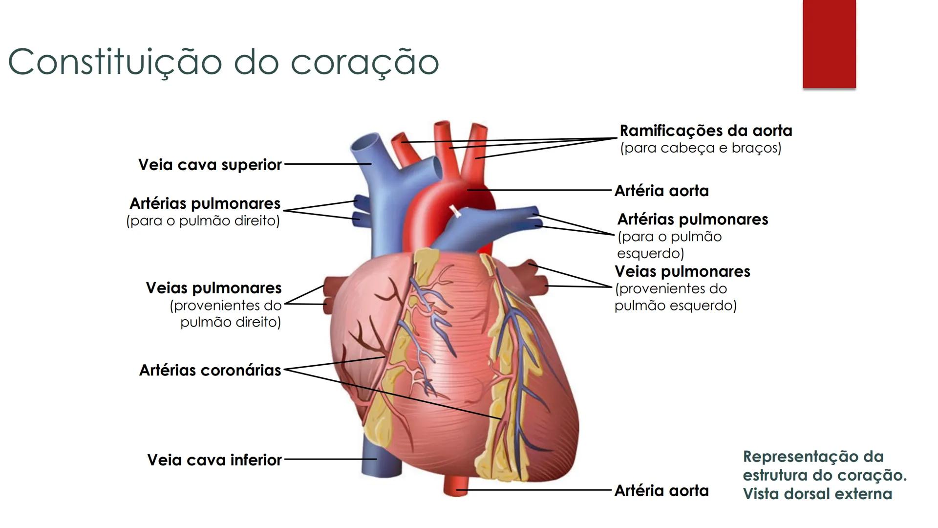 CIÊNCIAS NATURAIS | 9.° ANO
SISTEMA
CARDIOVASCULAR
VIVER MELHOR NA TERRA
ORGANISMO HUMANO EM
EQUILÍBRIO
Aprendizagem Essencial
Identific