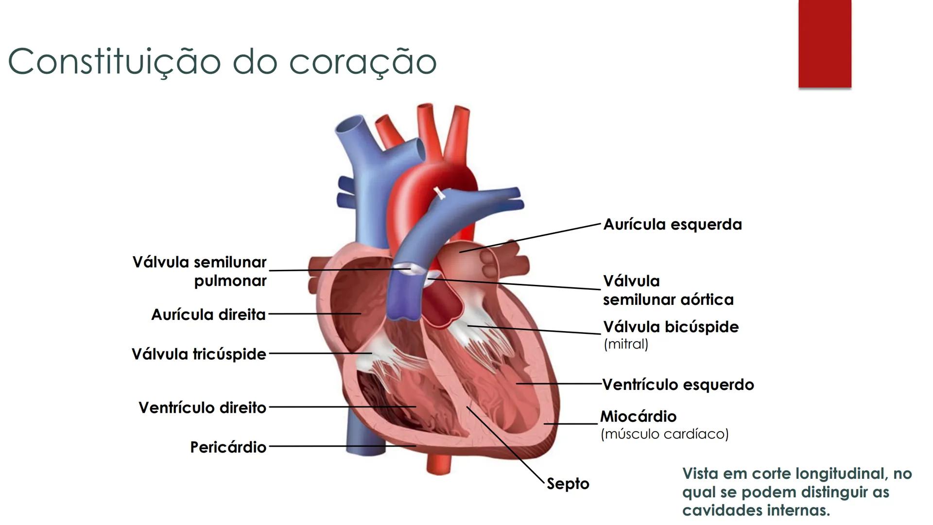 CIÊNCIAS NATURAIS | 9.° ANO
SISTEMA
CARDIOVASCULAR
VIVER MELHOR NA TERRA
ORGANISMO HUMANO EM
EQUILÍBRIO
Aprendizagem Essencial
Identific