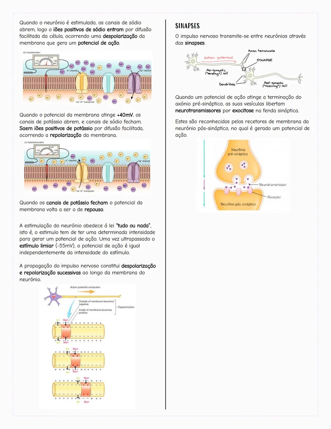 ## Ecologia
### Biosfera
A biosfera é um sistema que inclui todos os seres vivos, os
ambientes que habitam e as relações estabelecidas entr
