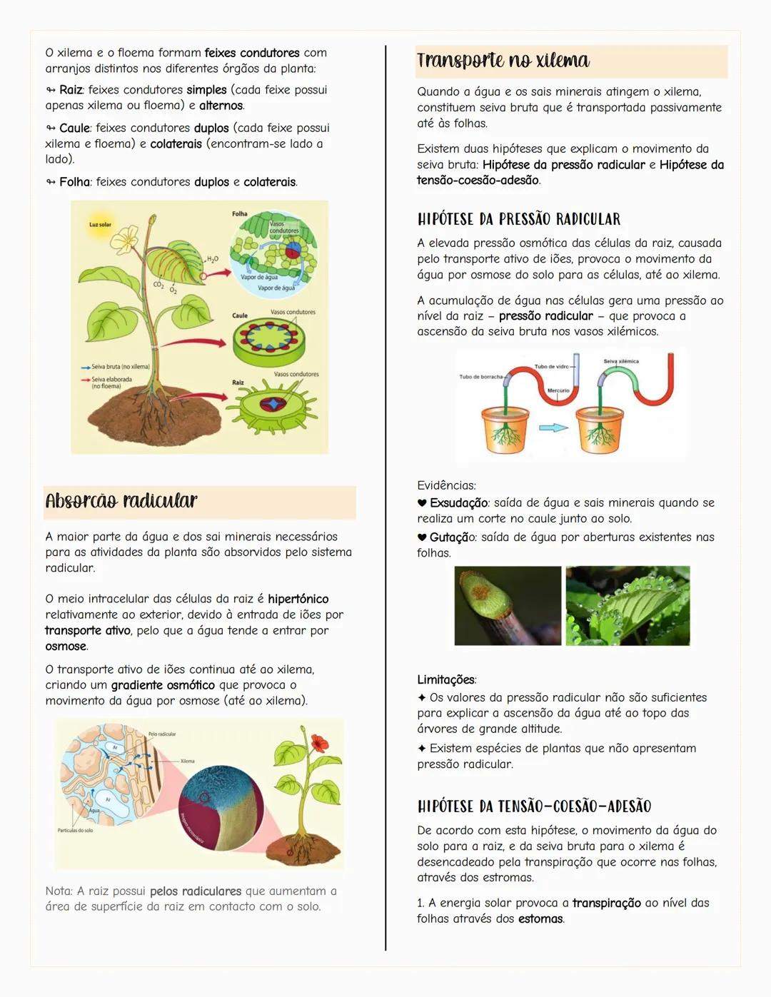 ## Ecologia
### Biosfera
A biosfera é um sistema que inclui todos os seres vivos, os
ambientes que habitam e as relações estabelecidas entr