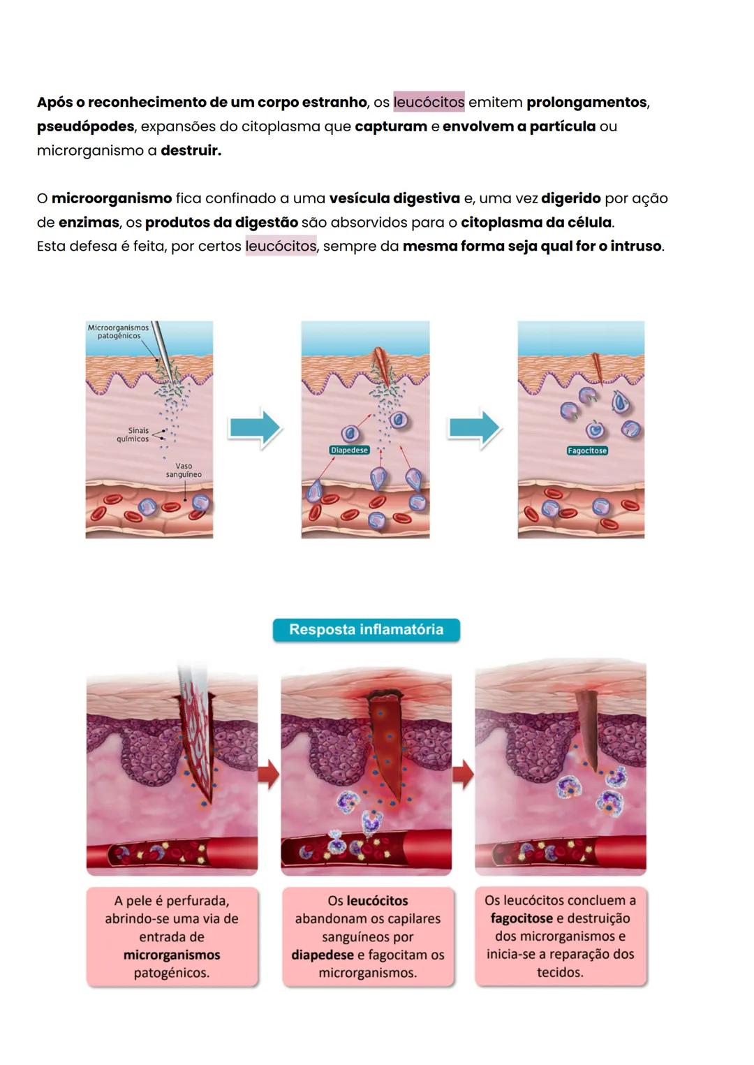 Constituição do Sistema Digestivo:
• Boca: ocorre a ação mecânica dos dentes sobre os alimentos, cortando-os, rasgando-os e triturando-os e