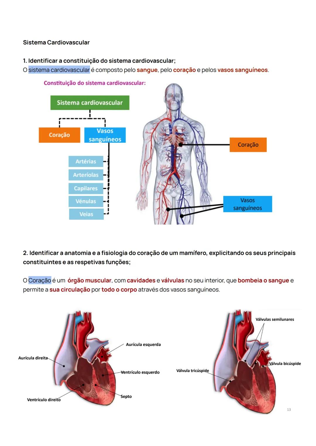 Sistema Cardiovascular
1. Identificar a constituição do sistema cardiovascular;
O sistema cardiovascular é composto pelo sangue, pelo coraç
