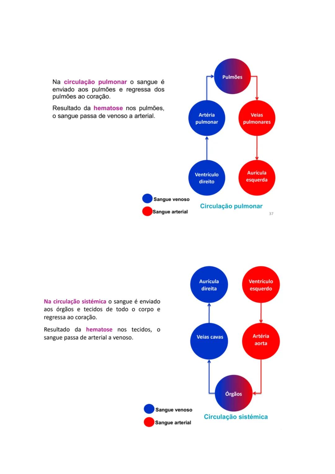 Sistema Cardiovascular
1. Identificar a constituição do sistema cardiovascular;
O sistema cardiovascular é composto pelo sangue, pelo coraç