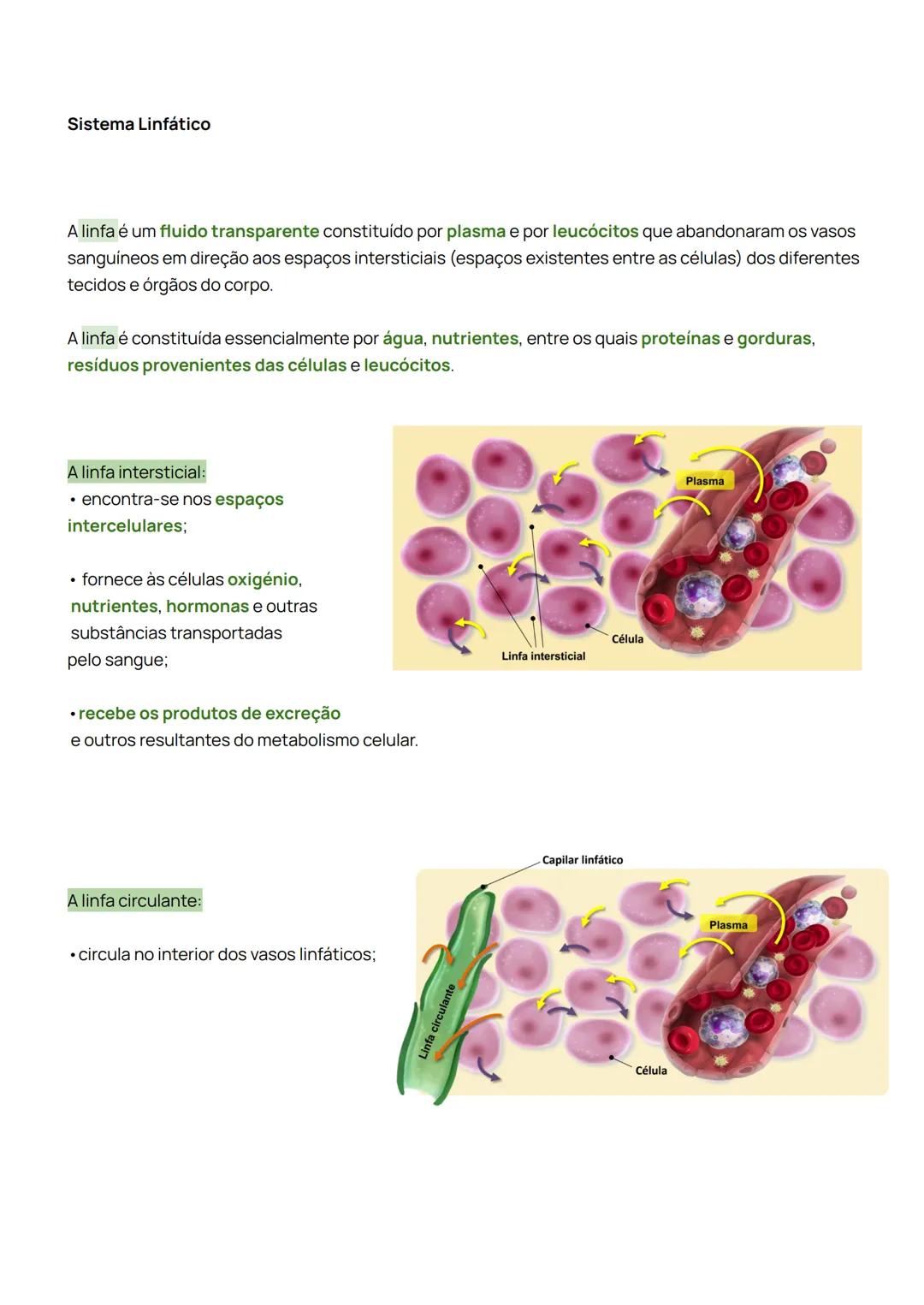 Sistema Cardiovascular
1. Identificar a constituição do sistema cardiovascular;
O sistema cardiovascular é composto pelo sangue, pelo coraç