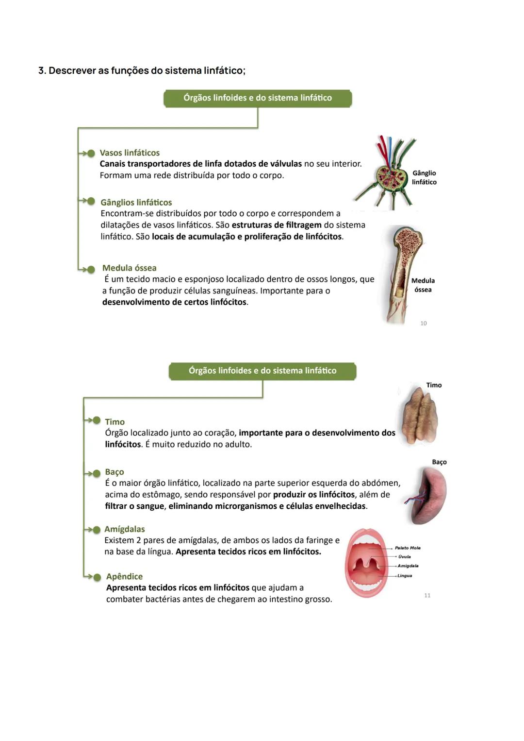 Sistema Cardiovascular
1. Identificar a constituição do sistema cardiovascular;
O sistema cardiovascular é composto pelo sangue, pelo coraç