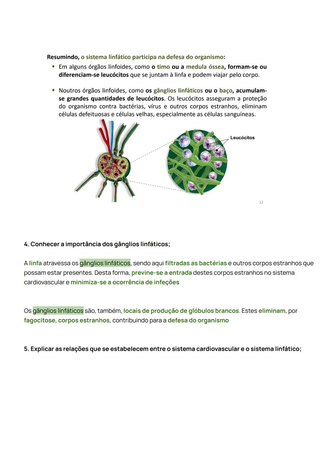 Sistema Cardiovascular
1. Identificar a constituição do sistema cardiovascular;
O sistema cardiovascular é composto pelo sangue, pelo coraç