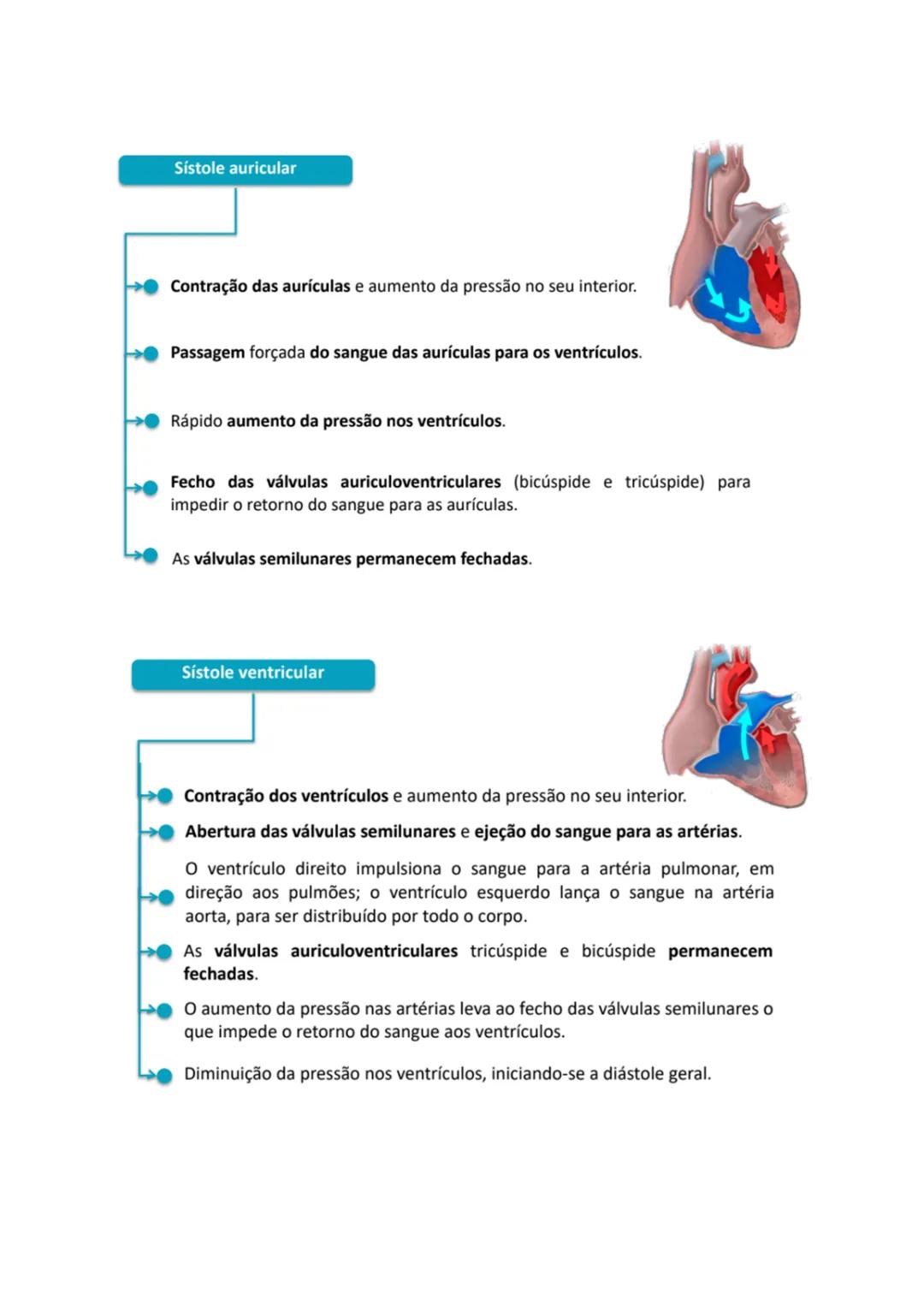 Sistema Cardiovascular
1. Identificar a constituição do sistema cardiovascular;
O sistema cardiovascular é composto pelo sangue, pelo coraç