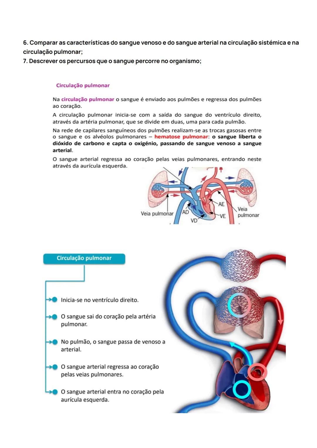 Sistema Cardiovascular
1. Identificar a constituição do sistema cardiovascular;
O sistema cardiovascular é composto pelo sangue, pelo coraç