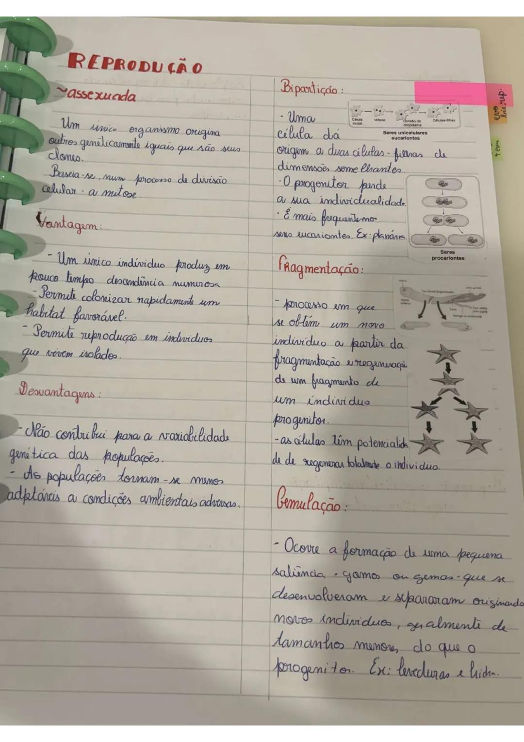 # REPRODUÇÃO
assexuda
Um unico organismo origina
outros geneticamente iguais que são seus
clones.
Baseia-se, num processo de divisão
celul