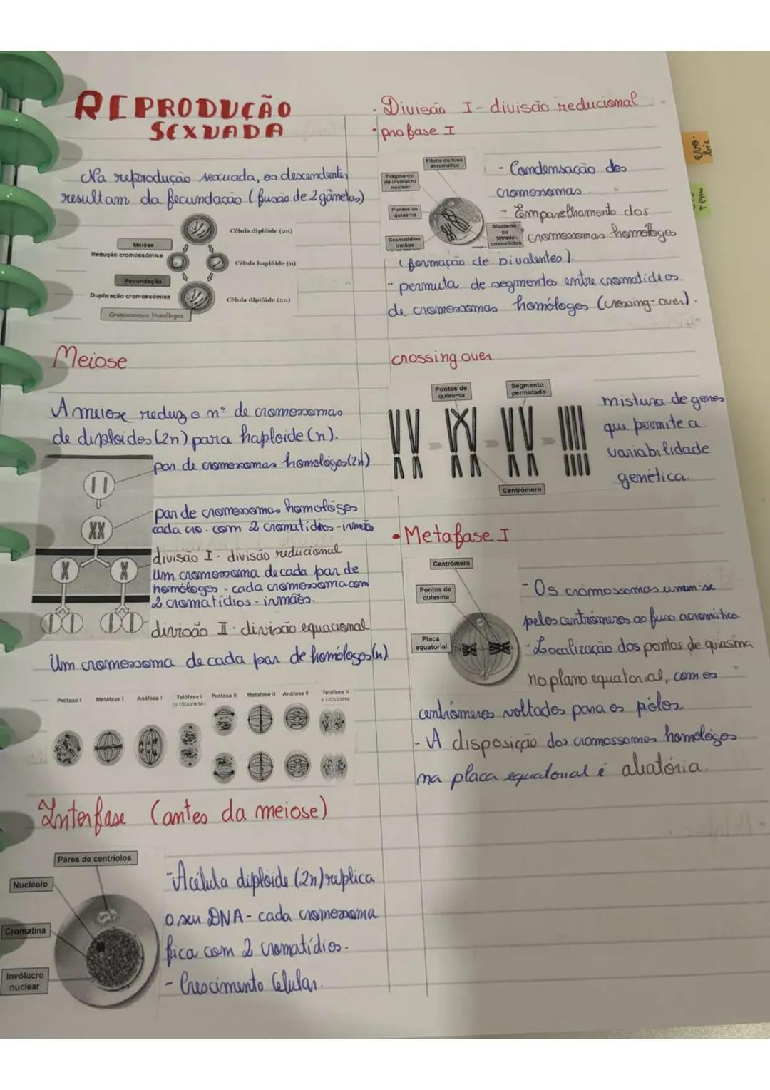 # REPRODUÇÃO
assexuda
Um unico organismo origina
outros geneticamente iguais que são seus
clones.
Baseia-se, num processo de divisão
celul