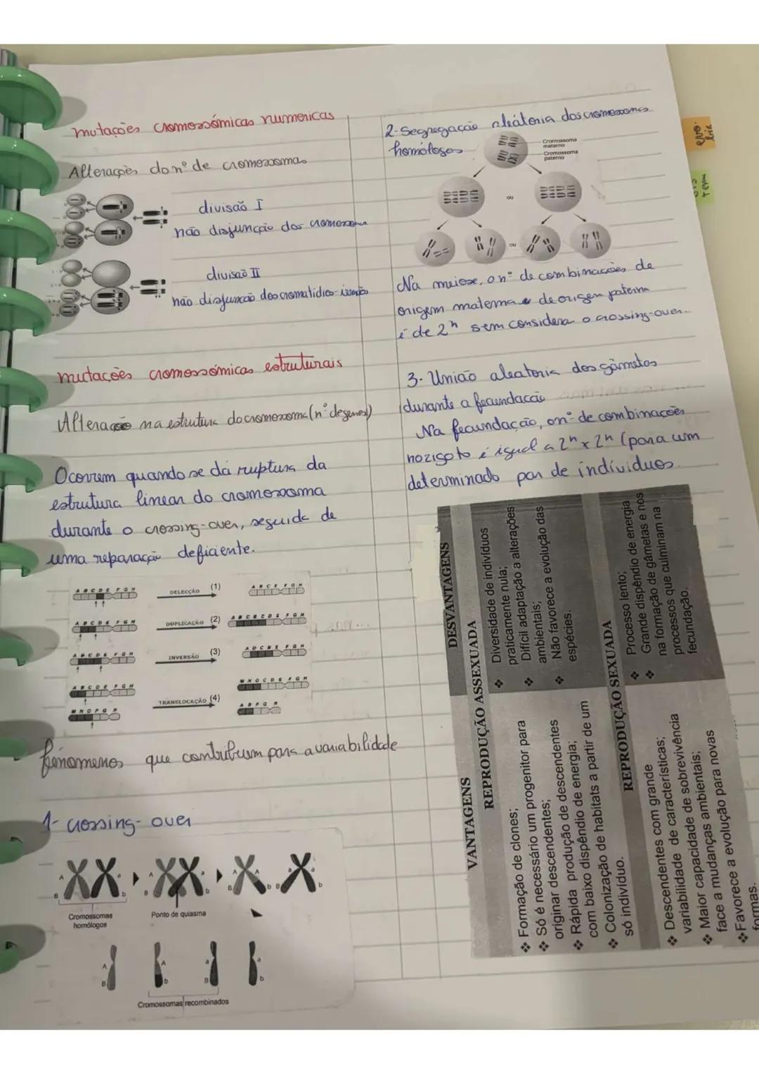 # REPRODUÇÃO
assexuda
Um unico organismo origina
outros geneticamente iguais que são seus
clones.
Baseia-se, num processo de divisão
celul