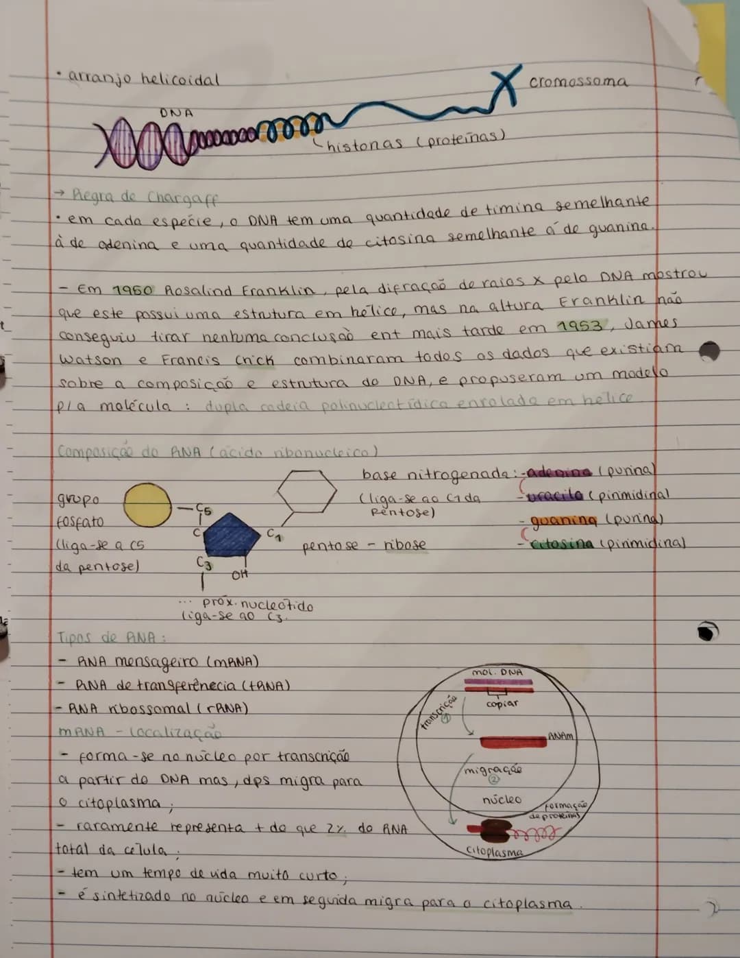 DNA e RNA – página 2
