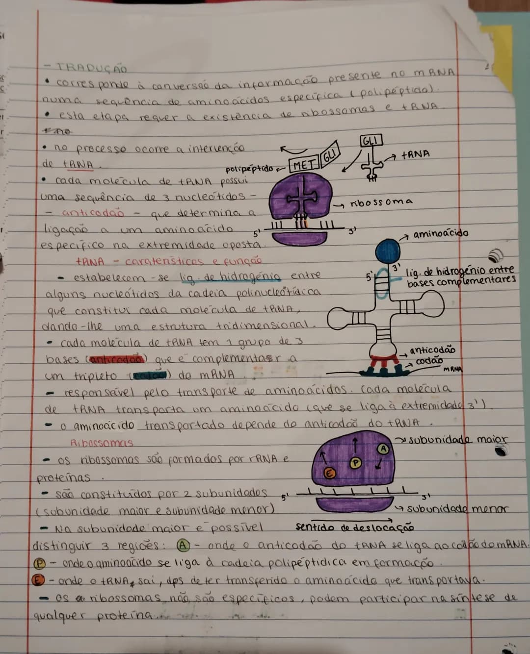 DNA e RNA – página 6