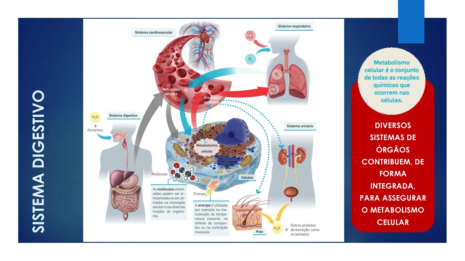 CIÊNCIAS NATURAIS | 9.° ANO
ALIMENTAÇÃO E
SISTEMA DIGESTIVO
VIVER MELHOR NA TERRA
ORGANISMO HUMANO EM EQUILÍBRIO # IMPORTÂNCIA DOS ALIMENT