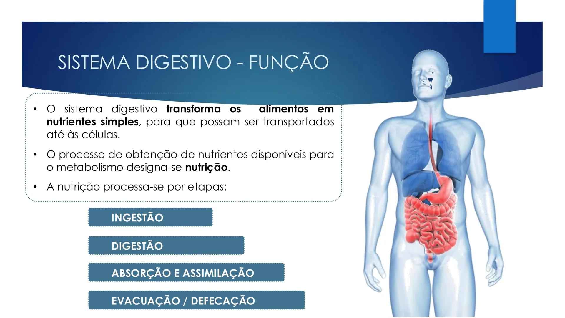 CIÊNCIAS NATURAIS | 9.° ANO
ALIMENTAÇÃO E
SISTEMA DIGESTIVO
VIVER MELHOR NA TERRA
ORGANISMO HUMANO EM EQUILÍBRIO # IMPORTÂNCIA DOS ALIMENT