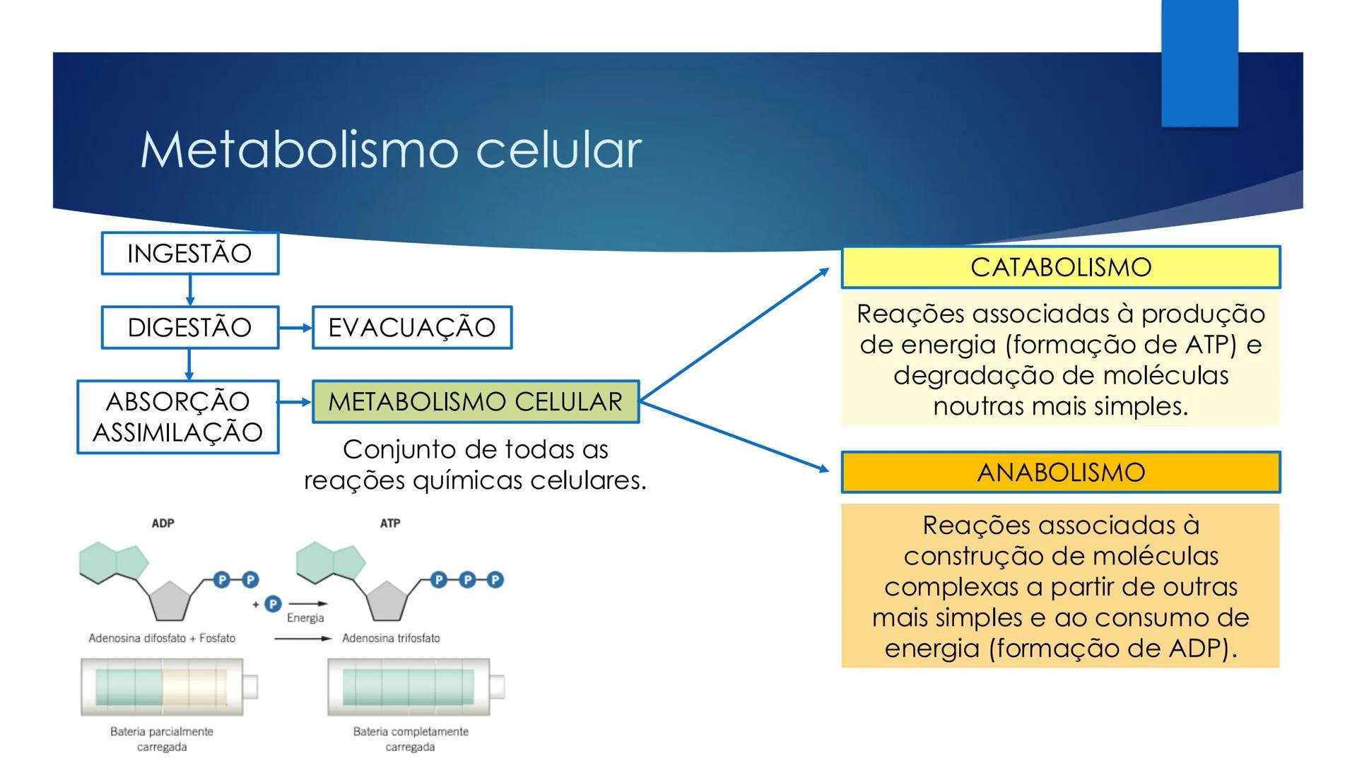 CIÊNCIAS NATURAIS | 9.° ANO
ALIMENTAÇÃO E
SISTEMA DIGESTIVO
VIVER MELHOR NA TERRA
ORGANISMO HUMANO EM EQUILÍBRIO # IMPORTÂNCIA DOS ALIMENT