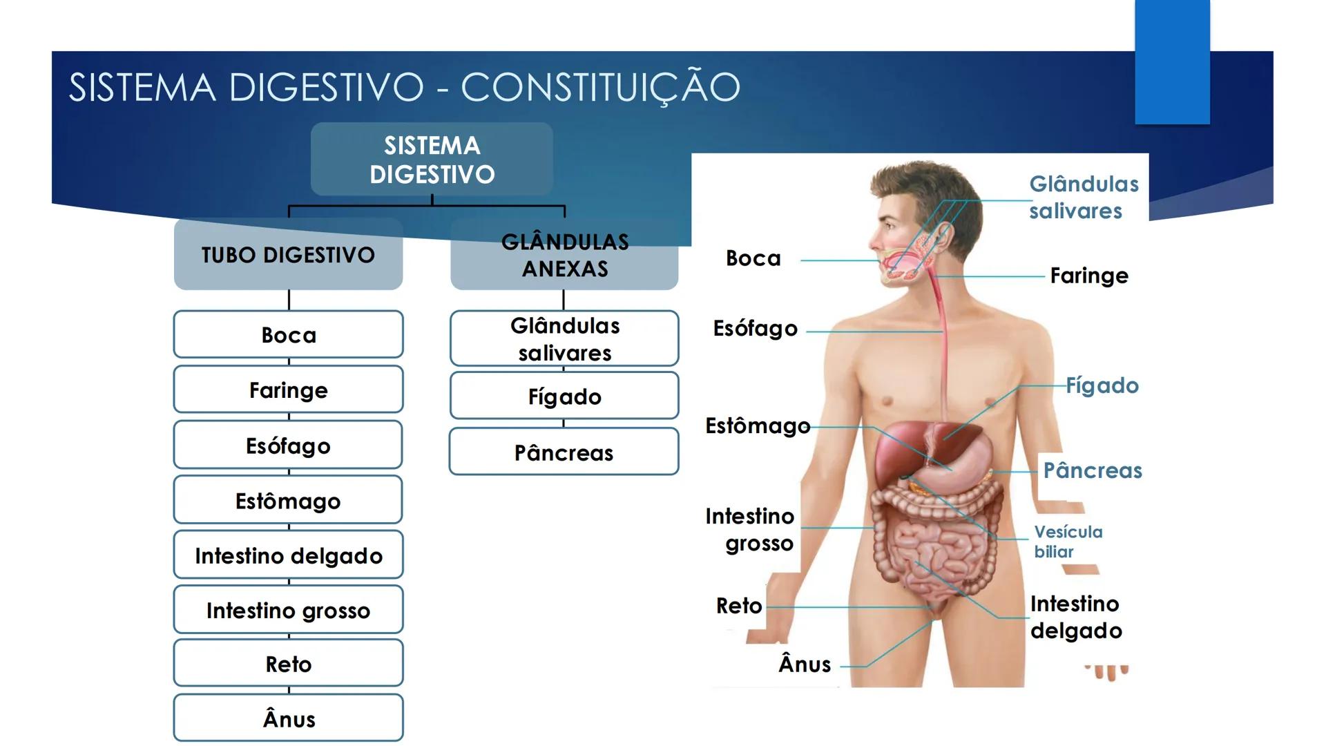 CIÊNCIAS NATURAIS | 9.° ANO
ALIMENTAÇÃO E
SISTEMA DIGESTIVO
VIVER MELHOR NA TERRA
ORGANISMO HUMANO EM EQUILÍBRIO # IMPORTÂNCIA DOS ALIMENT