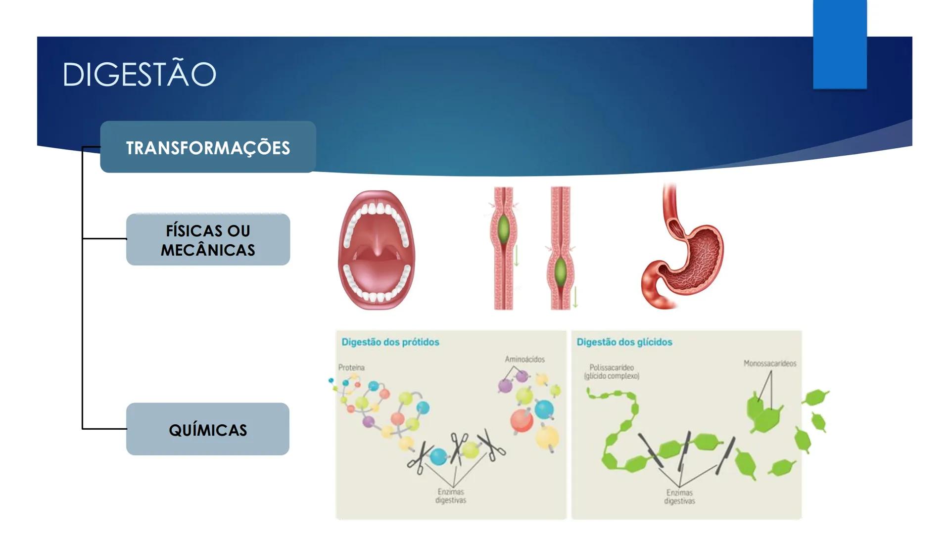CIÊNCIAS NATURAIS | 9.° ANO
ALIMENTAÇÃO E
SISTEMA DIGESTIVO
VIVER MELHOR NA TERRA
ORGANISMO HUMANO EM EQUILÍBRIO # IMPORTÂNCIA DOS ALIMENT