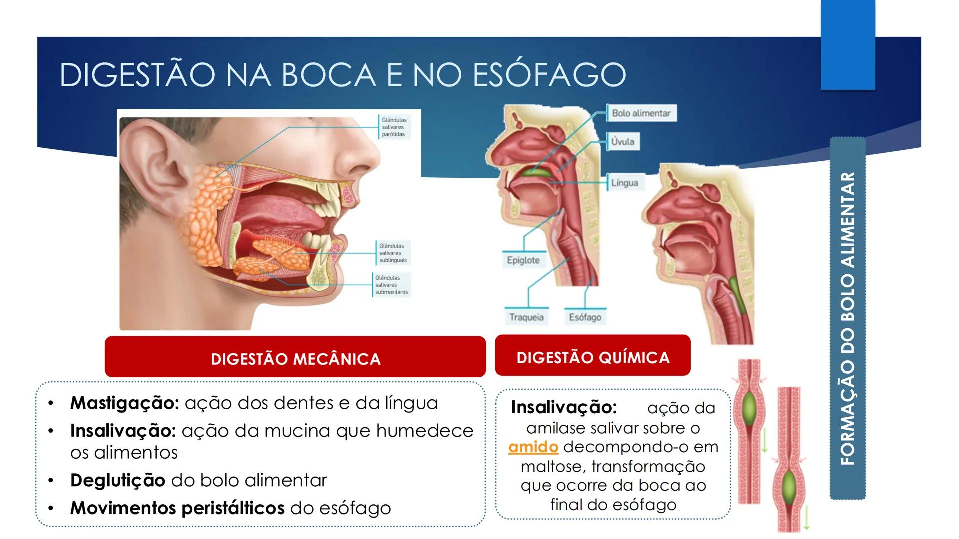CIÊNCIAS NATURAIS | 9.° ANO
ALIMENTAÇÃO E
SISTEMA DIGESTIVO
VIVER MELHOR NA TERRA
ORGANISMO HUMANO EM EQUILÍBRIO # IMPORTÂNCIA DOS ALIMENT