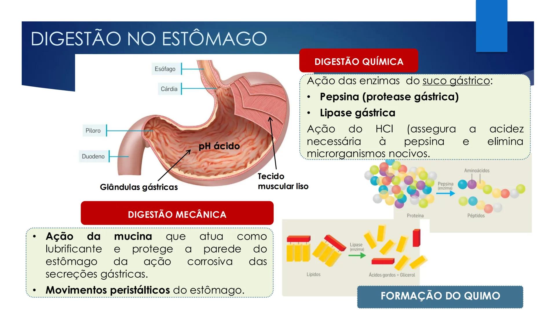 CIÊNCIAS NATURAIS | 9.° ANO
ALIMENTAÇÃO E
SISTEMA DIGESTIVO
VIVER MELHOR NA TERRA
ORGANISMO HUMANO EM EQUILÍBRIO # IMPORTÂNCIA DOS ALIMENT